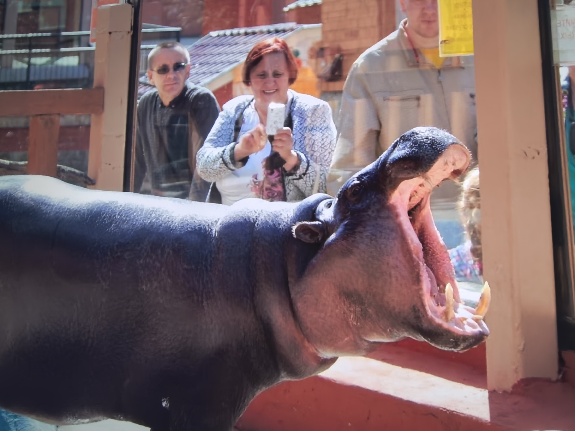 In this media file, a large hippopotamus with its mouth wide open is the primary subject. Its pink mouth reveals large tusks and teeth. The hippo is dark gray and appears to be in a zoo or enclosure, as indicated by the glass barrier in the foreground and background.
Behind the hippo, several people are visible. On the left, a man wearing sunglasses and a dark shirt looks towards the hippo. In the center, a woman with short, reddish-brown hair is holding up a smartphone, seemingly taking a picture or recording a video of the animal. She is wearing a white top with a patterned jacket. To the right of the woman, a person wearing a light-colored jacket over a yellow shirt is also visible, though their face is mostly obscured.
The scene appears to be outdoors during the daytime, suggested by the bright lighting and the shadows. The background shows what looks like buildings with red-tiled roofs, possibly part of the zoo's architecture or adjacent structures. The overall impression is of a tourist visiting a zoo and observing the hippopotamus exhibit. The woman's expression suggests engagement and perhaps amusement. There is no visible text in the image that can be deciphered.
