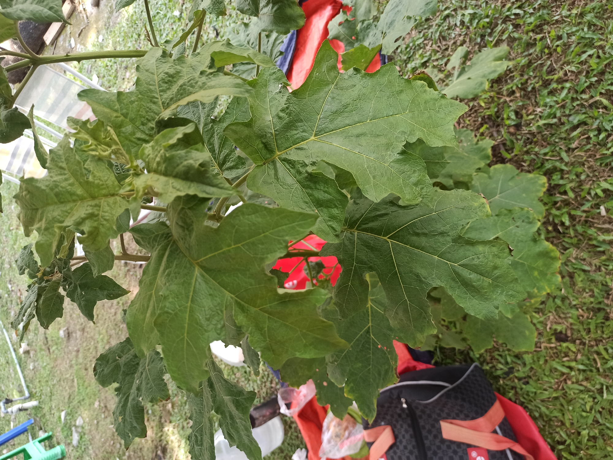 A close-up shot focuses on the large, textured green leaves of a plant, possibly in a garden or outdoor setting in the City of Medan, Indonesia. The leaves are broad and have prominent veins, with some showing slight damage or imperfections. The plant's stem is visible, as are hints of other foliage. In the background, the scene is somewhat blurred but reveals elements of an outdoor environment: patches of green grass, some scattered debris, and what appear to be fabric items in red and blue, as well as a black and orange backpack. The lighting suggests it is daytime. The overall impression is of a natural element in an urban or semi-urban outdoor space.