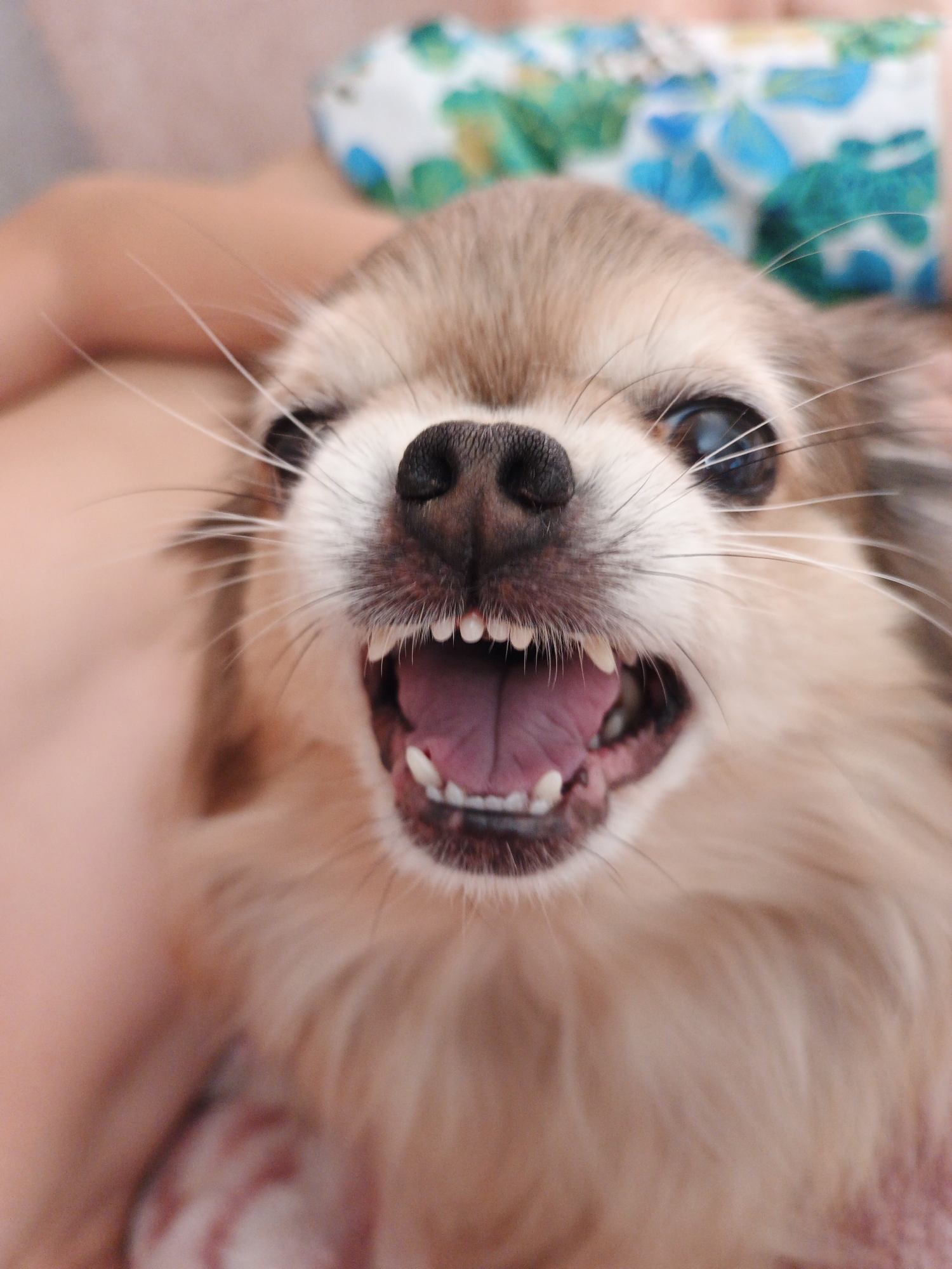 This is a close-up, eye-level shot of a small, light brown and tan dog with long fur, possibly a Chihuahua mix, with its mouth open in a wide yawn or bark. The dog's pink tongue is visible, as are its small, sharp teeth. Its dark eyes are wide open, and its whiskers are fanned out. The dog is being held by a person whose skin is visible on the left side of the frame. In the background, a blurry, colorful fabric with a floral or abstract pattern is visible. The overall impression is one of an active, expressive pet. There is no indication of the city of Medvedyovka, Russia in the image.