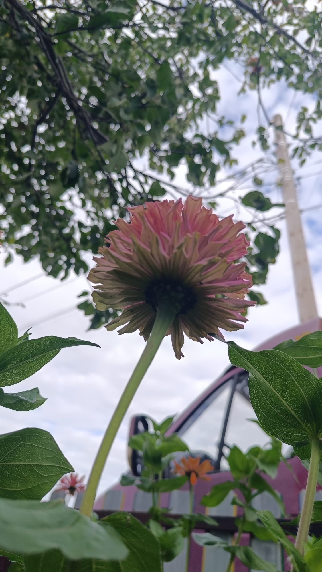 A low-angle shot captures the underside of a pink zinnia flower, its petals unfurling towards a cloudy sky. Green leaves frame the bottom of the image, and a thin green stem supports the flower. In the background, a utility pole stands tall, with wires crisscrossing the frame. A portion of a pink and purple striped vehicle is visible, with a dark window reflecting the sky. The scene appears to be outdoors, with trees visible in the upper left corner. The image was taken on an overcast day. There are no people visible in the image. The location is the city of Karsha, Russia.