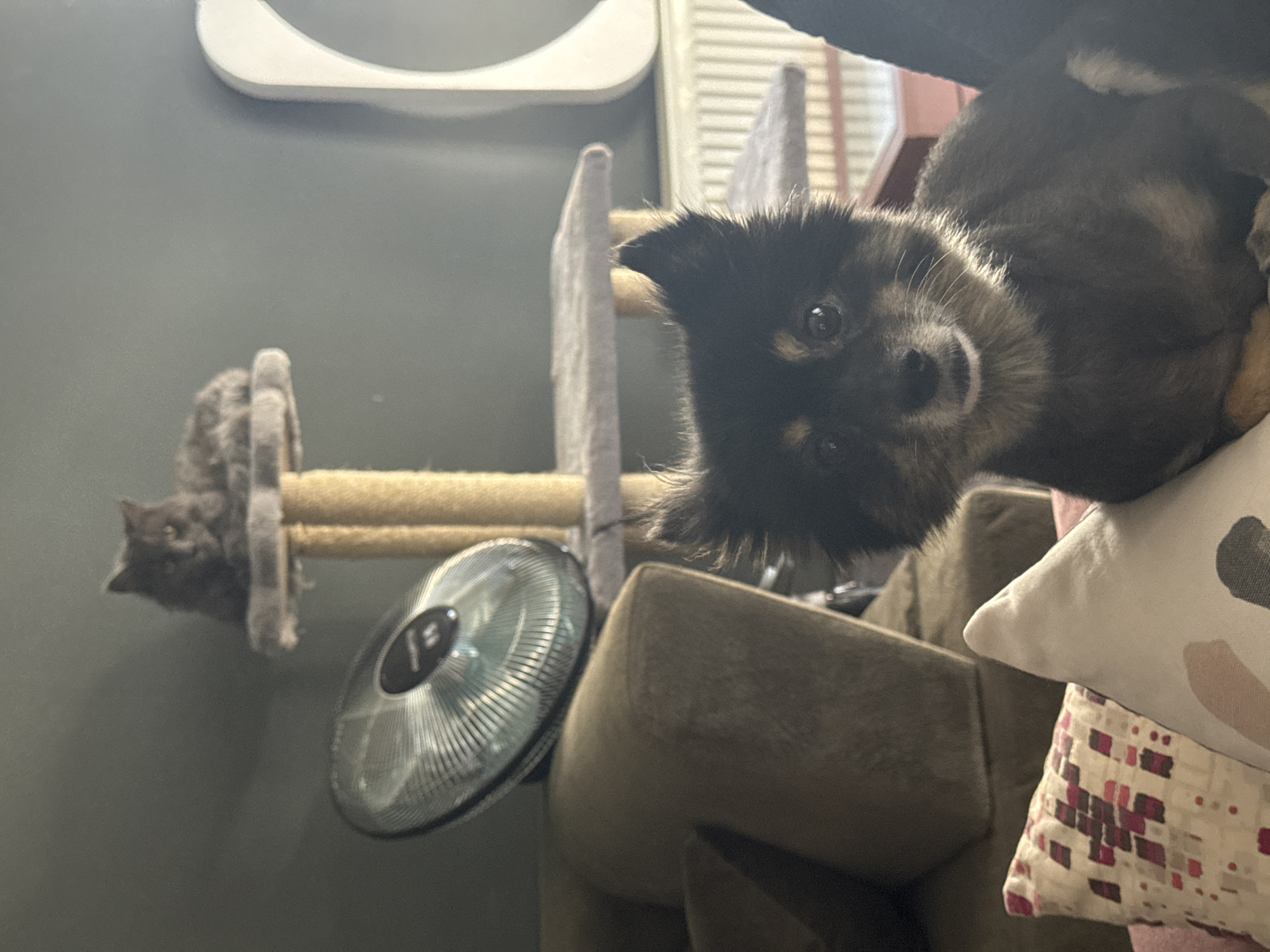 A young dog with dark fur and tan markings is lying on a couch, looking directly at the camera with curious eyes. The dog's head is tilted slightly, and its ears are perked up. In the background, a gray cat is perched on a scratching post. A small, clear fan is visible in the foreground, partially obscuring the view of the cat. The scene appears to be indoors, with a wall painted in a dark gray color and a white shelf mounted above the cat. The lighting suggests it might be daytime, as natural light seems to be entering the room from an unseen source. The dog's expression is one of playful curiosity, and the cat seems relaxed. The overall setting is a home environment, possibly a living room, with pet-friendly furniture like a scratching post and a couch. No visible text is present in the image. The provided location context of Gölbaşı, Turkey, implies the image was taken in that region.