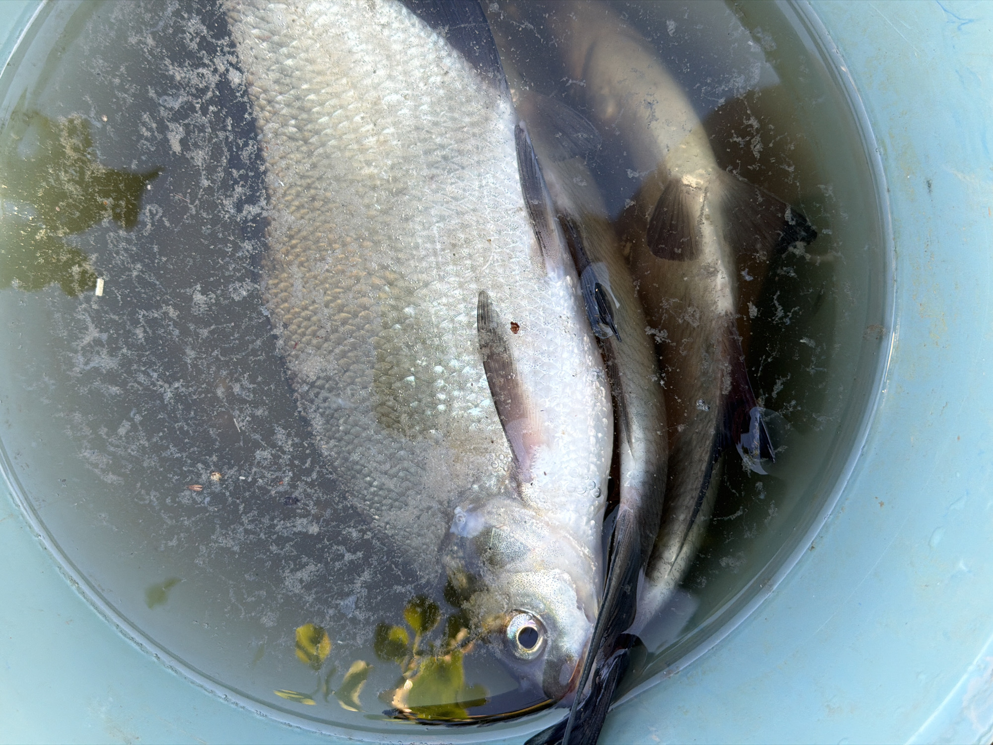 A close-up, top-down shot shows a light blue bucket filled with water and several fish. The water is slightly murky. The largest fish, taking up the majority of the frame, is silvery with visible scales and has its head facing towards the bottom left. Partially obscured, at least two other fish are visible alongside it. The scene is located in the city of Chaikovsky, Russia.