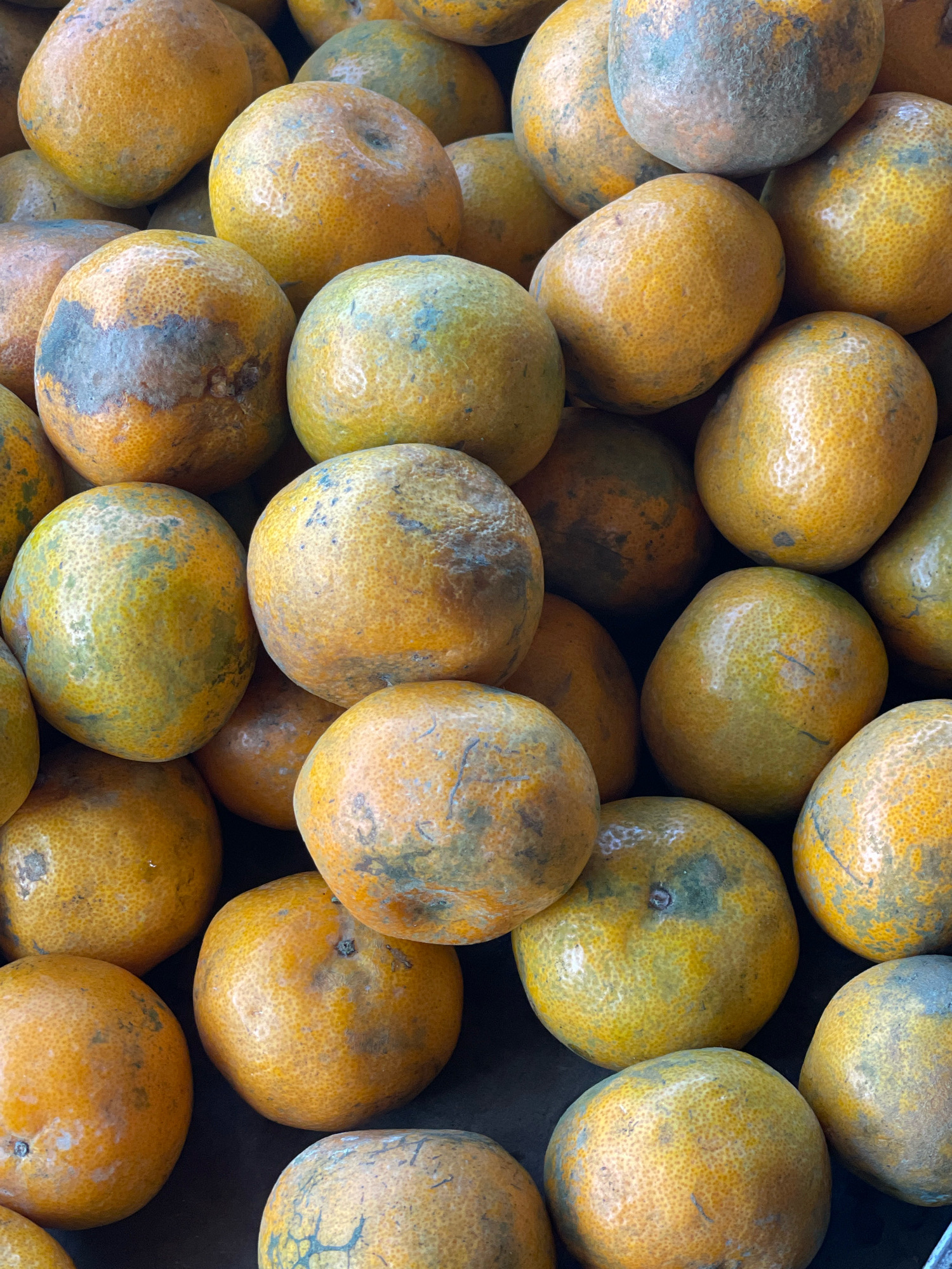 A tightly cropped, high-angle shot displays a large pile of ripe oranges, filling the entire frame. The oranges exhibit a vibrant yellow-orange hue, with some showing green or brownish patches, indicative of their natural coloring and potential imperfections. Their textured skin is visible, with small pores dotting the surface. The arrangement is dense, with the fruits overlapping and nestled against each other, suggesting they are either a market display or a harvest collection. The lighting appears natural, highlighting the roundness and volume of the produce. The background is dark and indistinct, ensuring the oranges are the sole focus. There are no people or visible signs of a specific location.