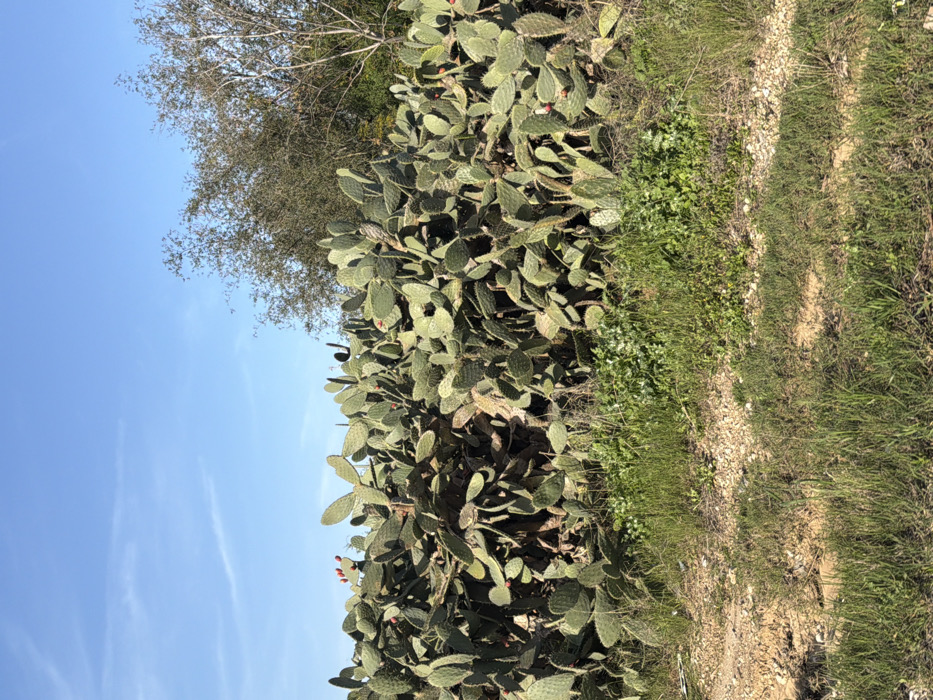 A sprawling prickly pear cactus stands tall, adorned with reddish fruits. Beside it, a tree with bare branches reaches toward a blue sky with wispy clouds. The cactus borders a rough, grassy path with patches of dirt and pebbles. The scene is bathed in sunlight, enhancing the textures of the cactus pads and the ground.