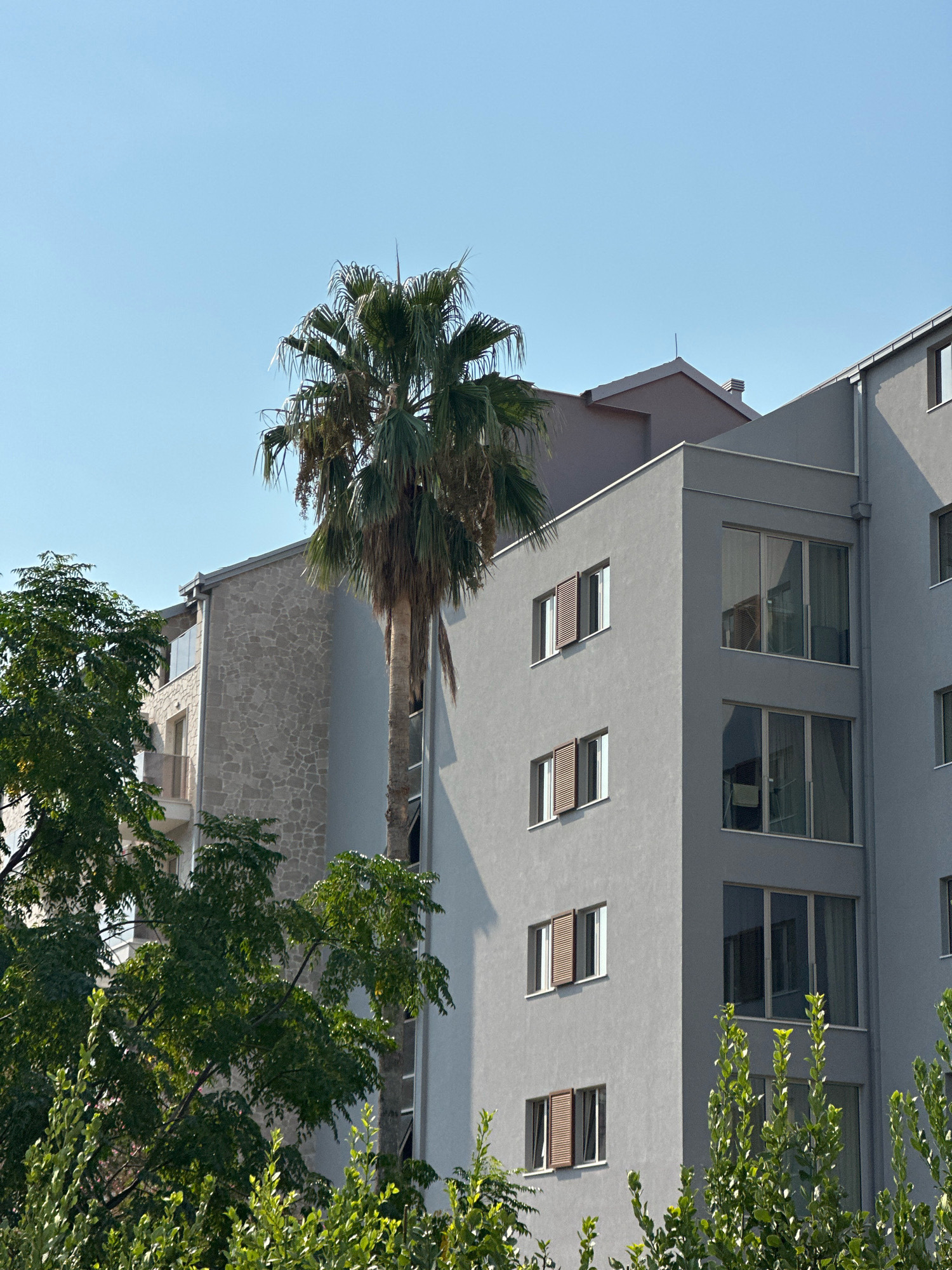 The image depicts a modern, multi-story building in Budva, Montenegro, characterized by its grey, stucco exterior and large, glass-paned windows. The architecture features clean lines and minimalist design, with some windows equipped with slatted wooden shutters. A prominent palm tree stands tall in front of a portion of the building, its fronds reaching towards the clear blue sky. Adjacent to the grey section, another part of the building showcases a contrasting stone facade, adding a textural element. Lush green foliage, including trees and bushes, frames the lower portion of the scene, suggesting a well-maintained outdoor space. The overall impression is one of contemporary urban development integrated with natural elements, characteristic of a Mediterranean coastal city.