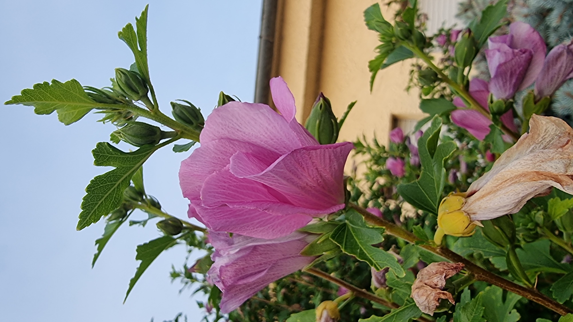 A close-up, low-angle shot features a cluster of pink hibiscus flowers and buds against a pale blue sky. The foreground is dominated by two large, partially open pink hibiscus flowers, their petals delicate and textured. Behind them, several green hibiscus buds are visible, some tightly closed and others showing hints of pink. The plant's green leaves, with their serrated edges, are scattered throughout the frame. In the lower portion of the image, a dried, pale brown hibiscus flower hangs downwards. In the background, a muted yellow building with a dark roof is visible. The overall scene suggests a garden setting on a clear day, likely in Sant Joan Les Fonts, Spain, given the architectural style of the building. There are no people or animals present.
