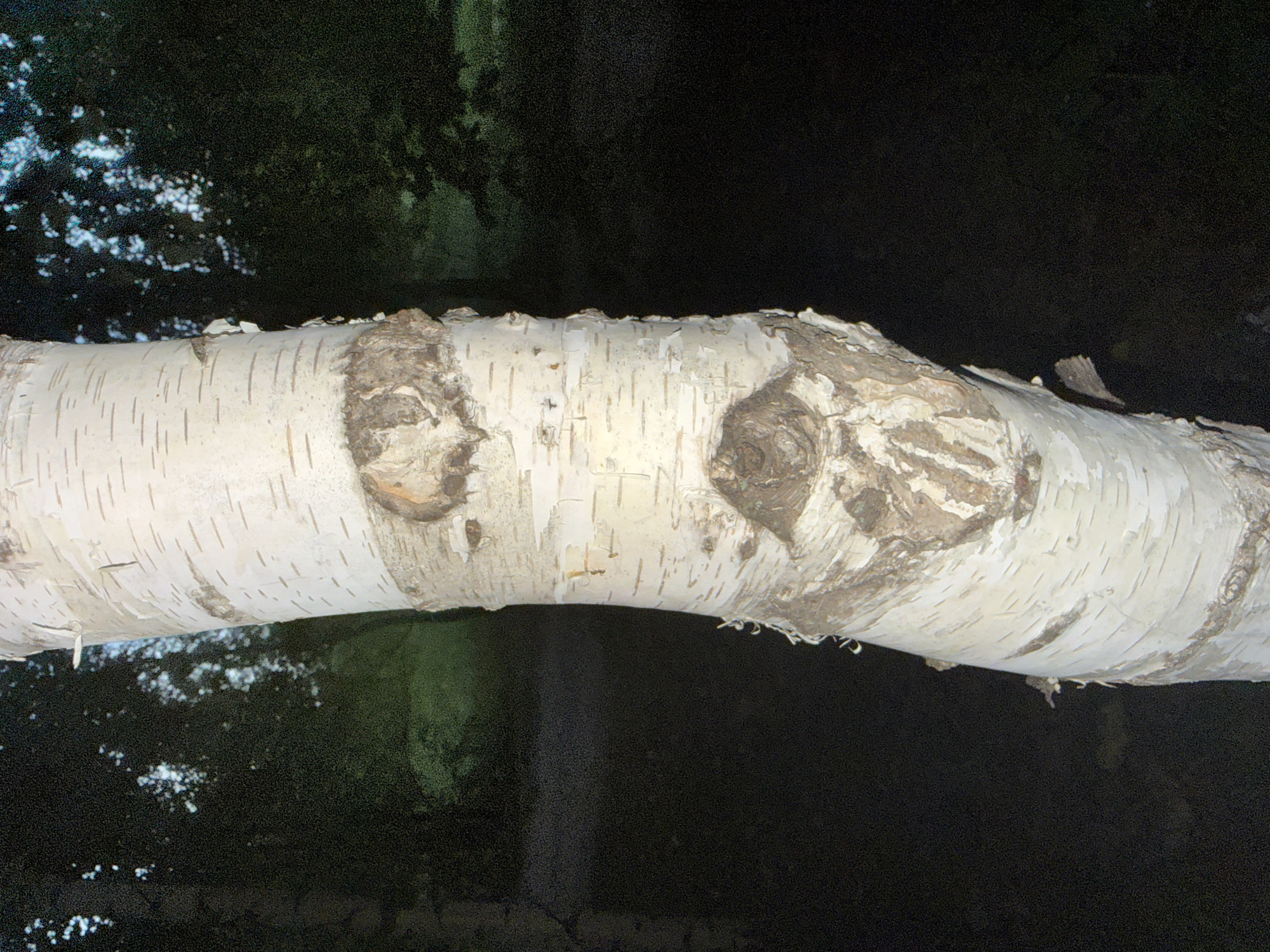 The media file shows a close-up of a birch tree branch against a dark, out-of-focus background. The branch is horizontal and fills much of the frame. Its bark is characteristically white with darker vertical lines and rough, dark patches where knots or previous branches have formed. The texture of the bark is detailed, showing peeling and flaking in some areas, revealing the lighter wood underneath.
The background is predominantly dark, with hints of dark green foliage and some blurred white spots that could be reflections on water or light filtering through leaves. This suggests the branch is outdoors, possibly near a body of water or in a wooded area.
There are no people, specific activities, or discernible text visible in the image. The lighting appears to be low, possibly indicating it was taken at dusk, dawn, or at night with artificial light. The overall impression is a natural, serene scene focusing on the texture and detail of the birch bark. The location context of Otradny, Russia, aligns with the presence of birch trees.
