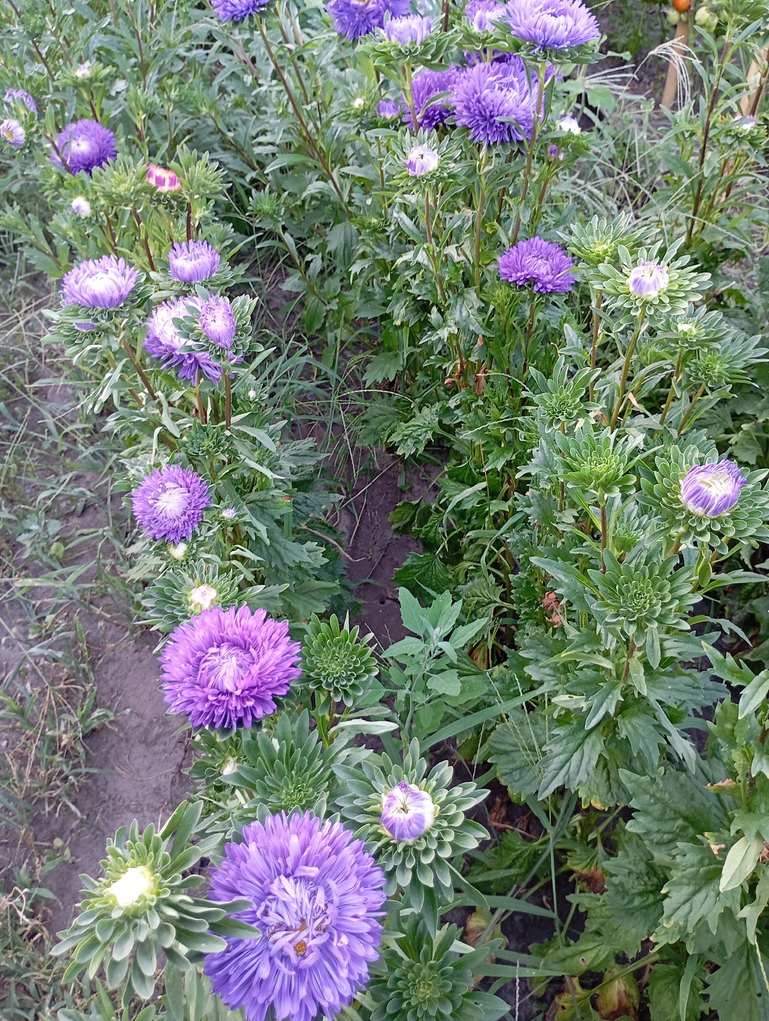 This is a photograph taken at ground level, looking across a garden bed filled with numerous blooming purple asters and their green foliage. The flowers are varied in their stage of bloom, with some fully open and others still in bud. The asters have delicate, layered petals in shades of purple and lavender. The plants are growing in an outdoor environment, with dark soil visible in the foreground and between the plants. Some blades of grass and other green vegetation are interspersed throughout the garden. The lighting suggests it is daytime, with diffused light that highlights the textures of the petals and leaves. The overall impression is of a healthy, well-maintained flower garden, likely in a residential or public park setting. This scene is located in the city of Horishni Plavni, Ukraine.