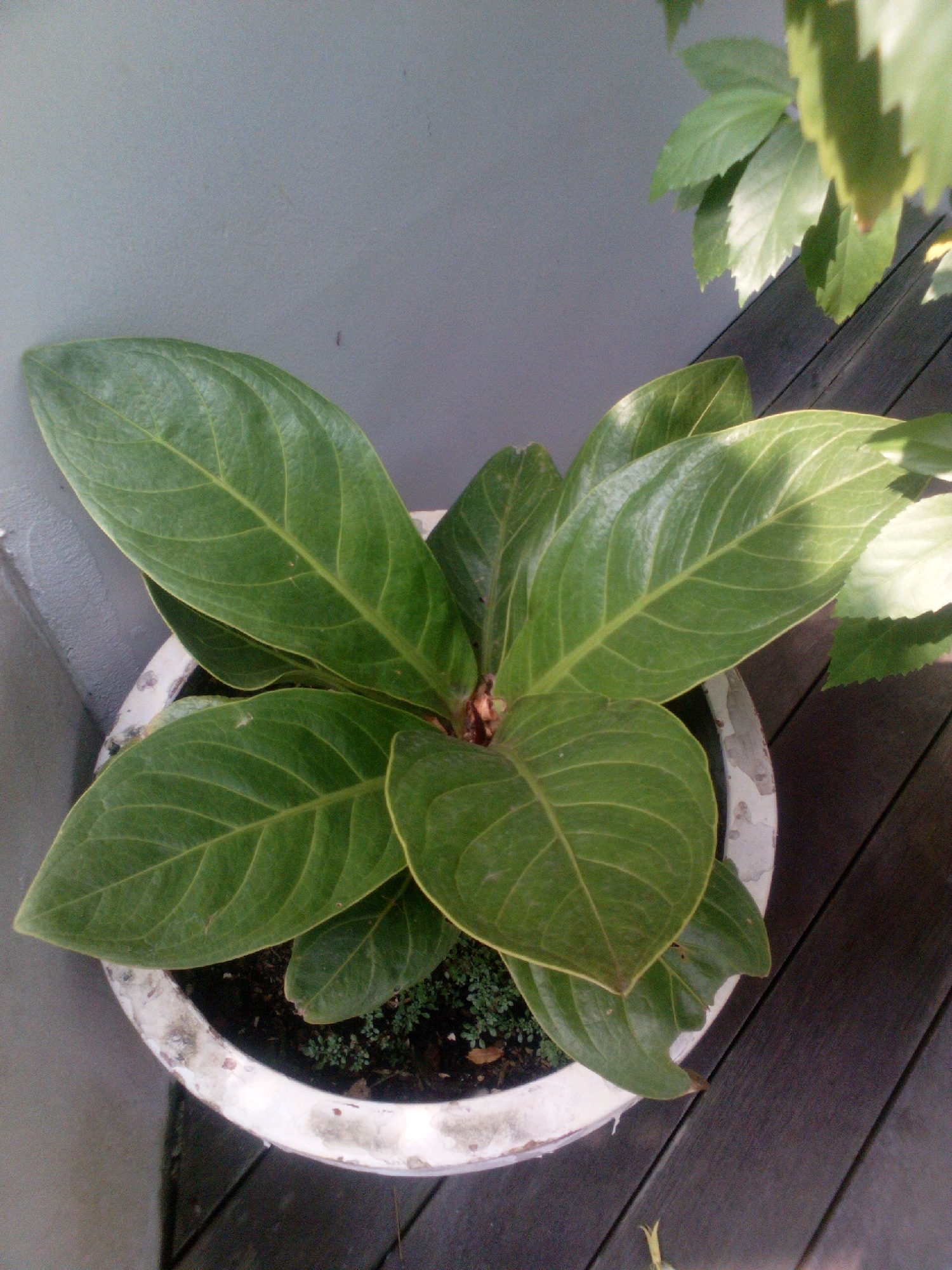 An overhead shot shows a potted green plant with large, glossy leaves. The plant is in a white, distressed planter that sits on a dark wooden deck. Behind the planter, a grey wall is visible. To the upper right of the image, part of another plant with serrated leaves is visible. The scene is outdoors, with bright sunlight casting shadows. The location is South Jakarta, Indonesia.