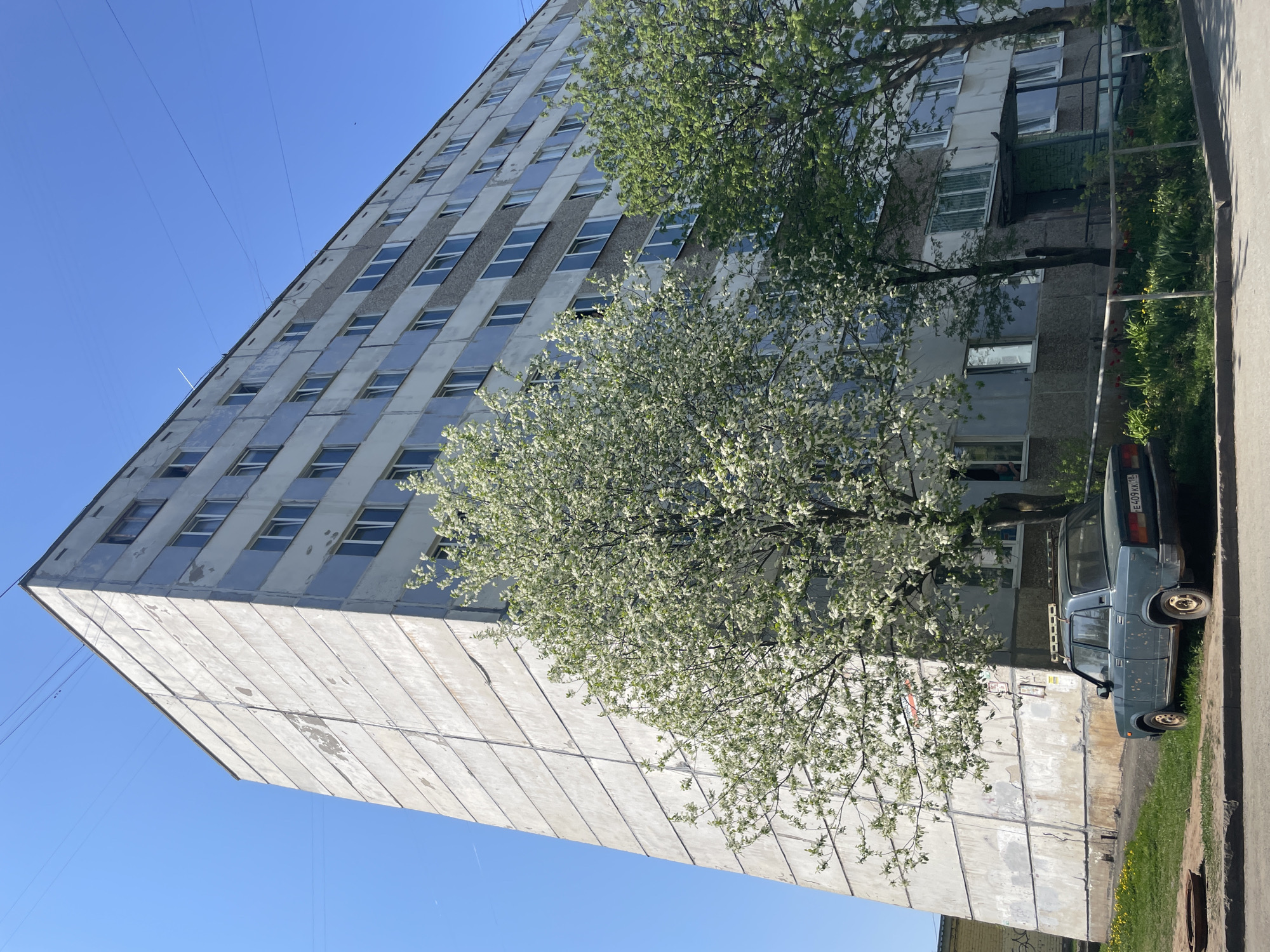 A low-angle, slightly tilted shot shows a tall, prefabricated concrete apartment building in Izhevsk, Russia. The building has numerous, evenly spaced windows across its many stories. A flowering tree, likely a plum or cherry, is in full bloom in front of the building, partially obscuring the lower floors. To the right of the tree is a dark blue Lada car parked at the curb, its license plate visible (E403KK 18). The sky is clear and bright blue. A smaller green tree is located behind and to the right of the flowering tree. There's a patch of grass and pavement visible in the bottom right corner. Some kind of utility line appears in the clear sky at the upper left corner.