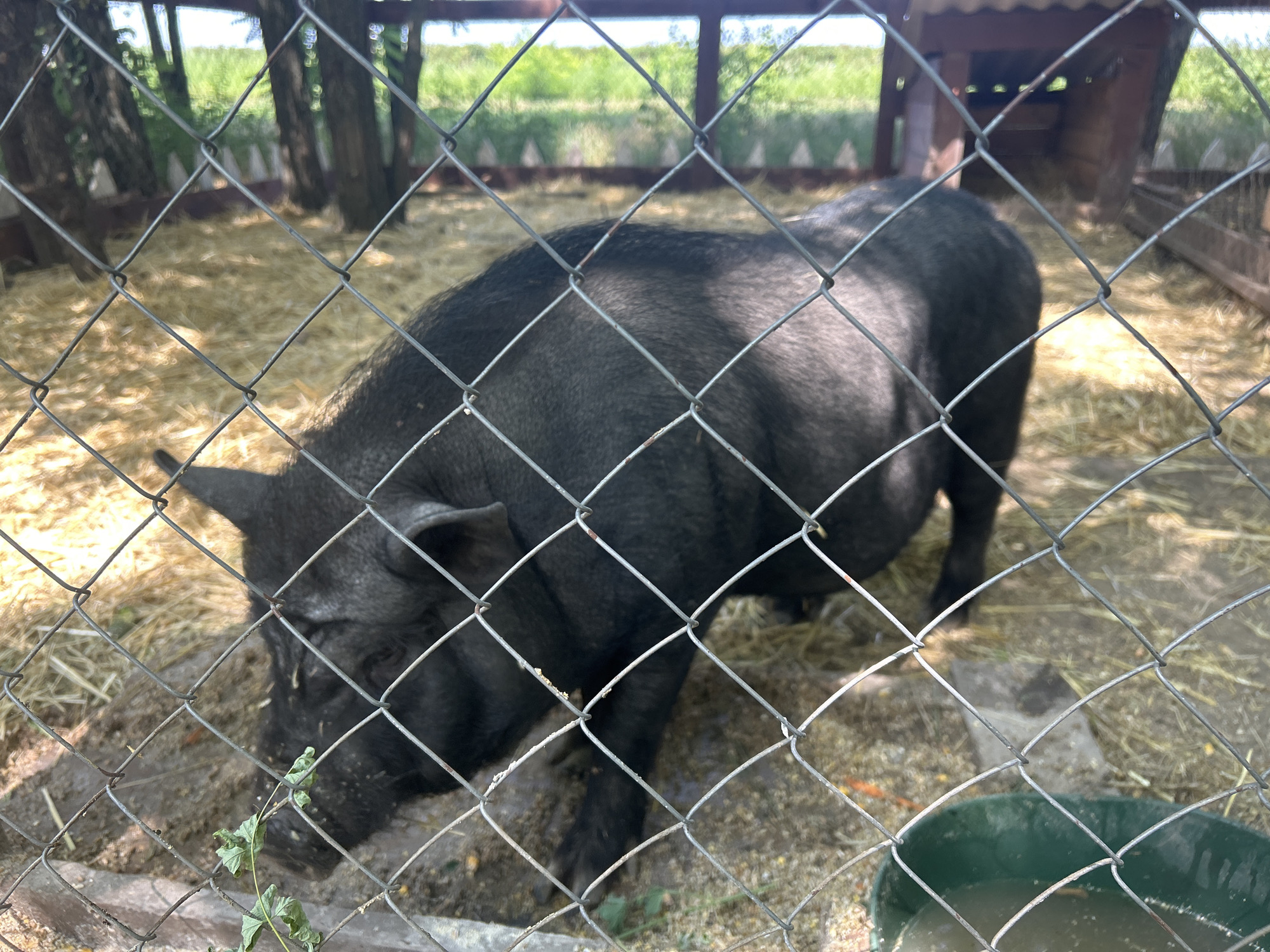 A black pig is in a fenced enclosure with a straw-covered ground. The pig is the main subject, with its head down, appearing to be eating or rooting. The enclosure is surrounded by a chain-link fence, which is in focus and partially obscures the pig. In the background, there are trees, some greenery, and a small wooden structure that could be a shelter. A green bucket containing liquid is visible in the lower right corner of the frame. The scene appears to be outdoors, possibly in a rural or farm setting, within the village of Slobozia-Dușca, Moldova. The lighting suggests it is daytime.