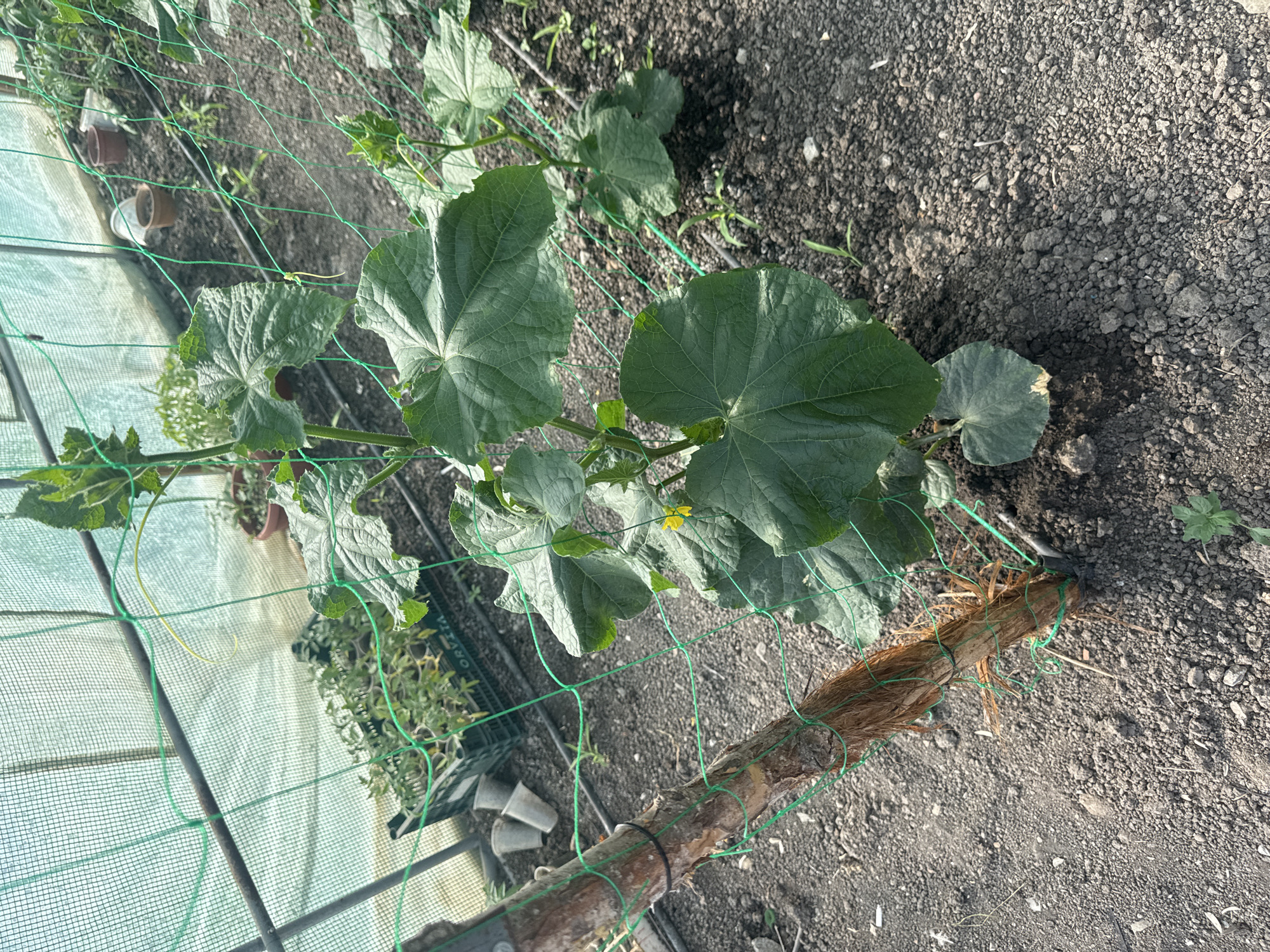 The image shows a cucumber plant growing in a greenhouse in Sarnevo, Bulgaria. The plant is trained to grow up a green net strung between wooden posts. The soil is dark and somewhat clumpy. There are small pots and another plant in the background, visible through the greenhouse plastic. A yellow cucumber flower is visible on the plant.