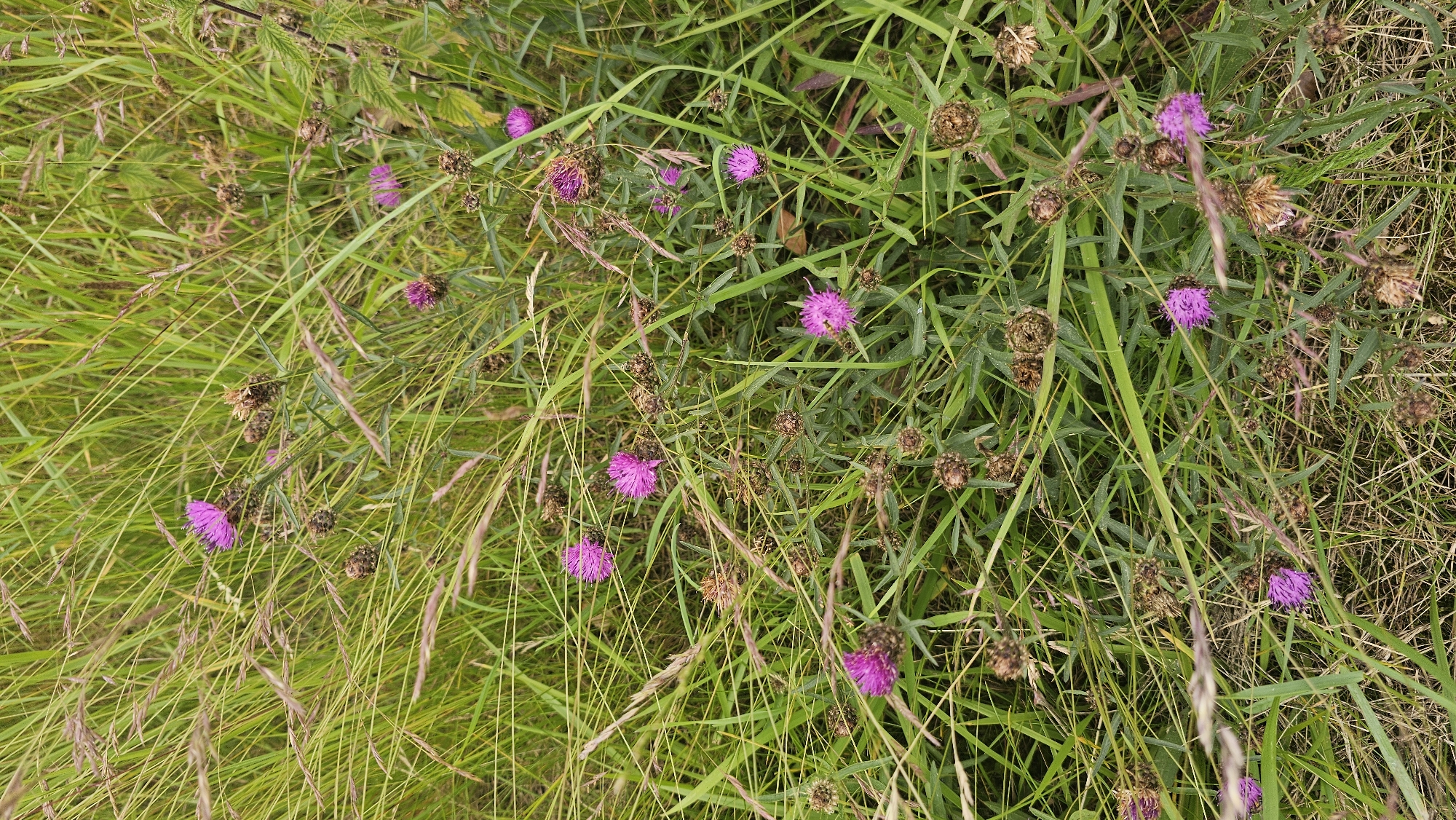 This is a medium-angle, full shot of a field of wild thistles and grasses. The thistles have bright purple flowers with spiky petals. Many of the thistles have already gone to seed, appearing as brown, dried seed heads. The grasses are a mix of green and dried stalks, with some feathery seed heads visible. The background is a blur of green and brown, suggesting a natural, uncultivated environment. The scene is one of a meadow or roadside verge. There are no people or man-made structures visible. The image was taken in Boussu-lez-Walcourt, Belgium.