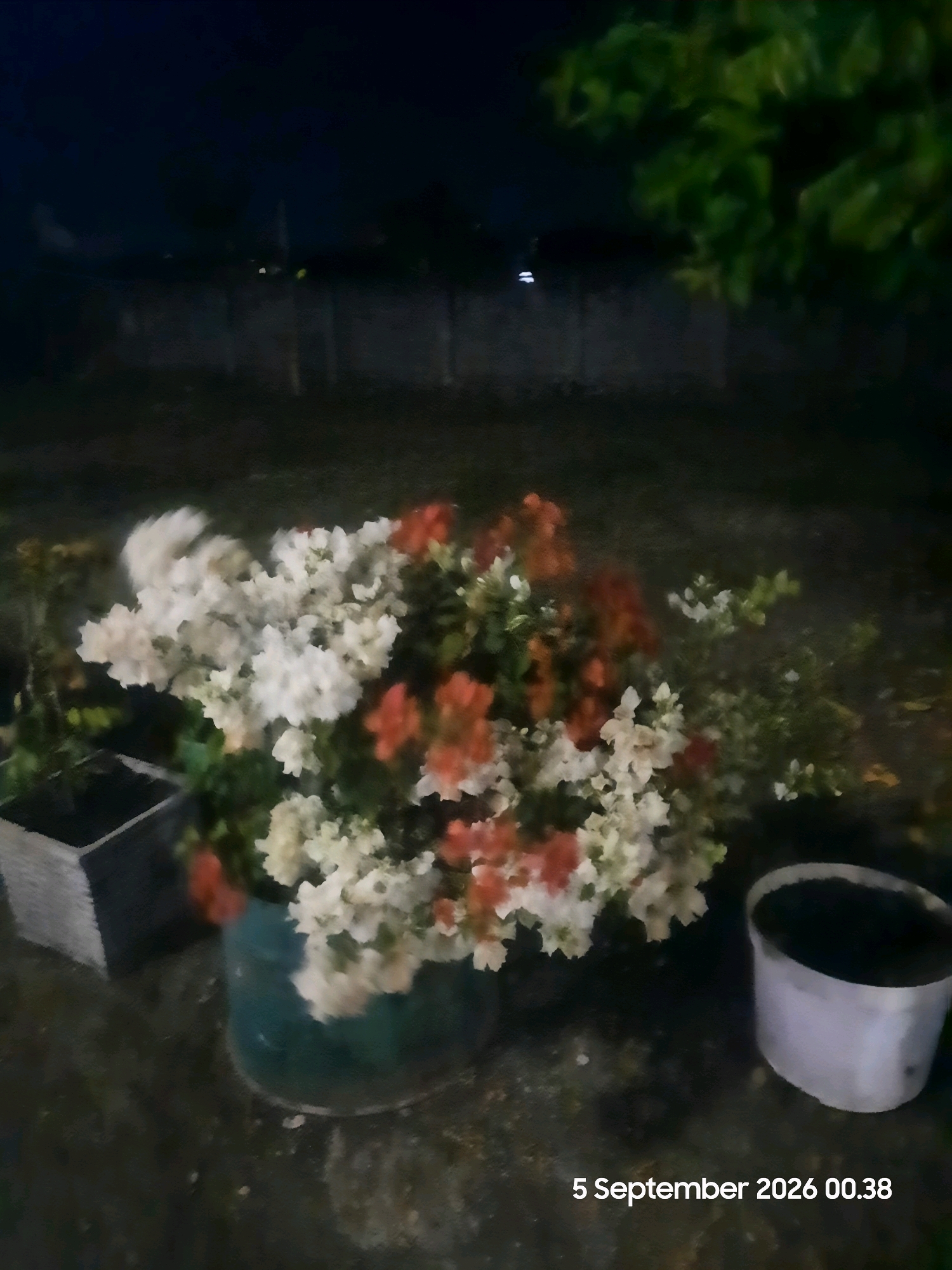 In Sukokerto, Indonesia, at 00:38 on September 5, 2026, an outdoor scene is depicted at night. The foreground features a cluster of bougainvillea plants in bloom, with flowers ranging from white to reddish-orange. These plants are situated in at least two containers: a dark green, round pot and a rectangular, gray planter to the left. To the right, a white bucket is visible, filled with dark material, possibly soil. The background consists of a low, dark wall or fence, with faint illumination visible beyond it, suggesting a dimly lit urban or residential area. Overhanging branches of a tree, with blurred green foliage, are visible in the upper right portion of the frame, casting shadows in the low light conditions. The ground appears to be a paved or concrete surface, possibly a pathway or patio, with scattered debris. The overall image is low in resolution and shows signs of motion blur, consistent with a nighttime photograph taken with limited light.