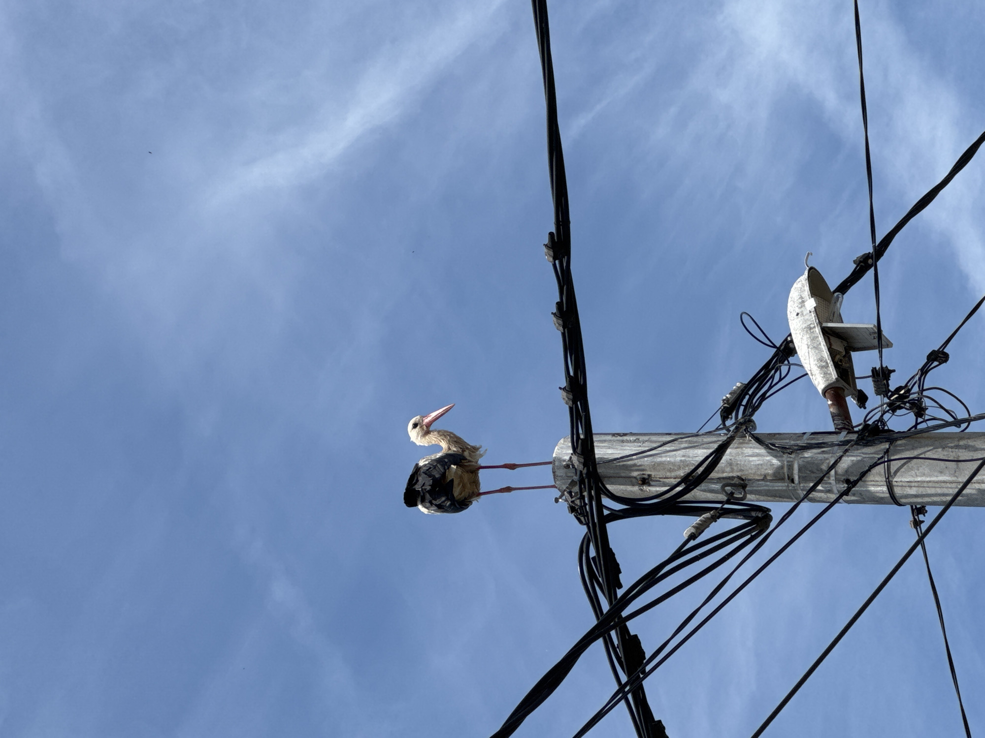 The image captures a stork perched precariously on a utility pole against a bright blue, partly cloudy sky. The photograph is taken from a low angle, looking upwards towards the bird and the intricate network of electrical wires.
The primary subject is a large, white stork with black wing feathers and long, reddish-pink legs and beak, positioned in the lower-middle left of the frame. It stands upright on a horizontal component of the utility pole, balancing amidst a dense cluster of black electrical cables. The stork's head is turned slightly to its left, appearing to look outwards.
The utility pole, likely made of concrete or metal, is grey and weathered, supporting numerous black wires that crisscross the frame, creating a busy foreground and background element around the bird. Various insulators and attachment points for the cables are visible on the pole. In the upper left quadrant of the sky, a tiny dark speck, possibly another bird, is visible.
The scene takes place outdoors during the daytime, with clear visibility and natural light illuminating the subjects. The sky displays wispy cirrus clouds, indicating fair weather. The overall impression is one of an unusual juxtaposition of nature and human infrastructure. There is no visible text in the image. The location context provided is Yana, Bulgaria.