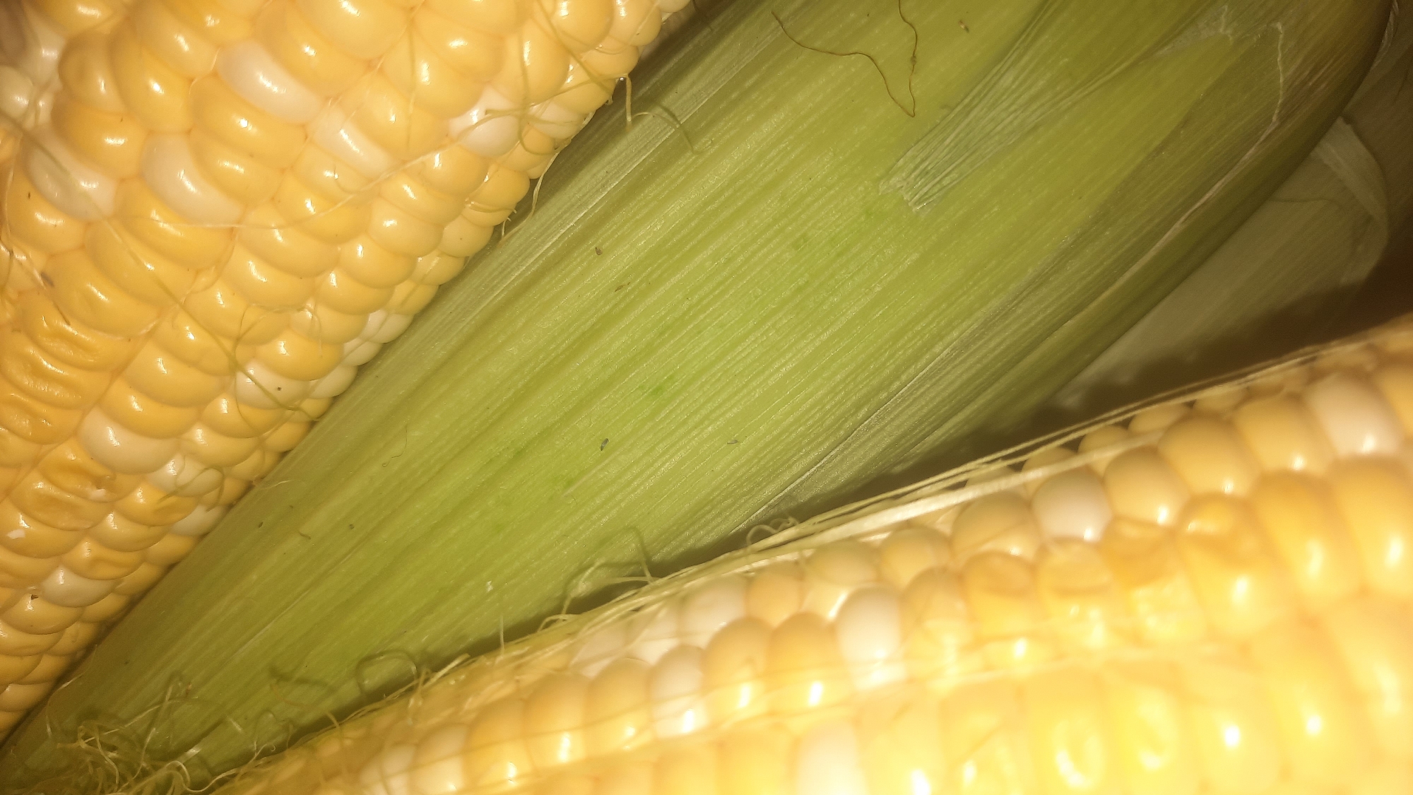 The image shows a close-up view of several ears of corn. The corn kernels are a mix of yellow and white. The husks are green and appear to be still attached to at least one of the ears. The background is dark and out of focus, making the corn the sole subject of the image. There are no people or any discernible environmental details that would indicate a specific location within the city of Шклоў, Belarus. The image appears to be a still life or food photography shot.