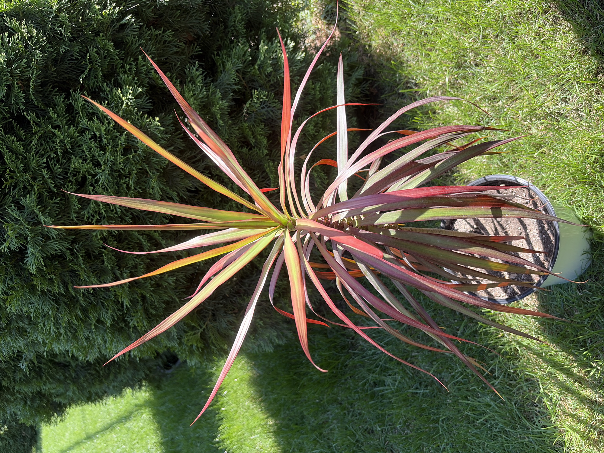 A potted Dracaena Marginata plant, with long, narrow leaves that are green with red margins, stands on a patch of green grass. The plant is in a light blue pot. Behind the plant is a tall, dense green shrub. The background shows a bright sunny day with shadows cast on the grass. The location is Oxentea, Moldova.