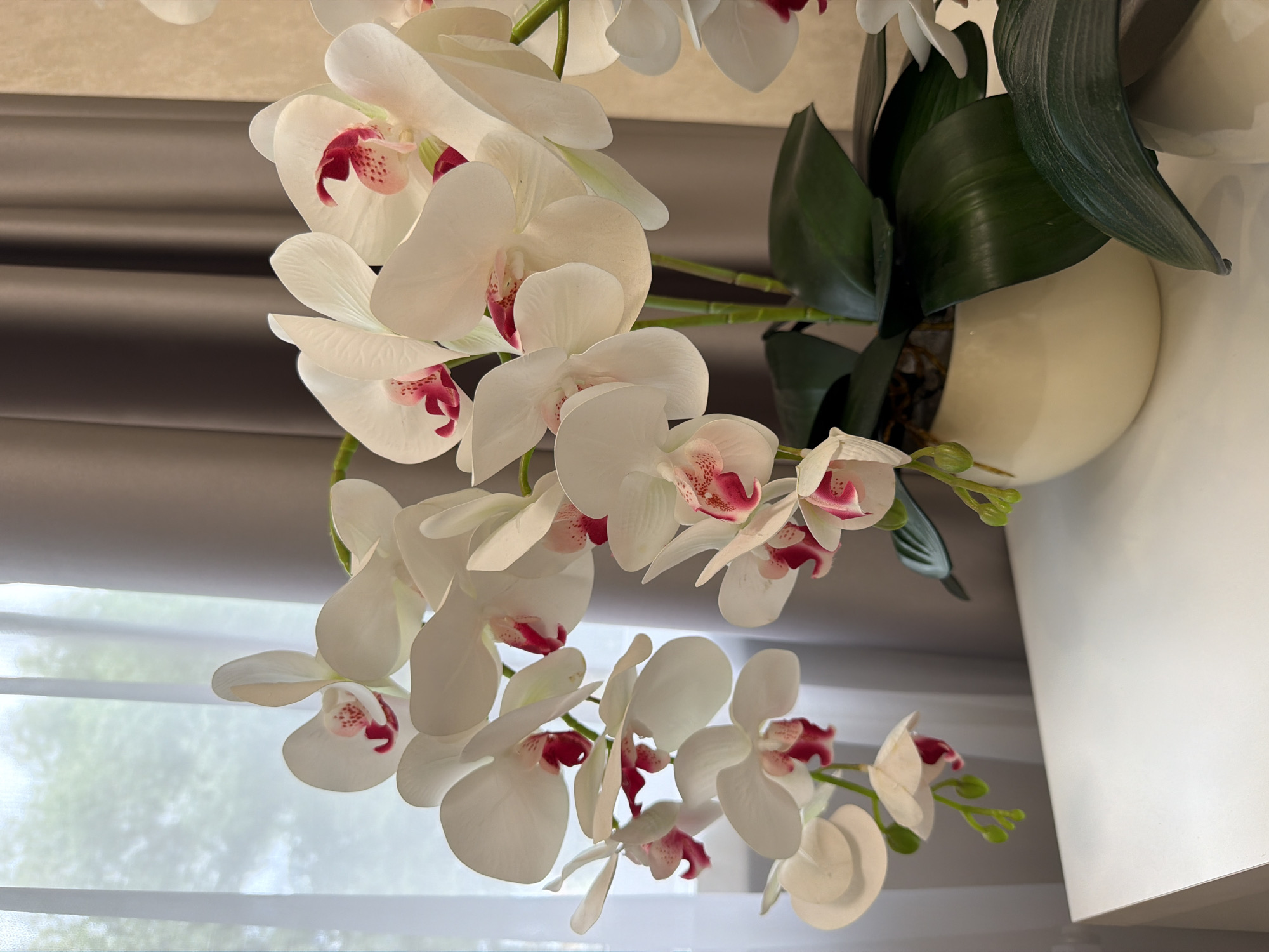 A close-up, eye-level shot shows a white orchid plant with pink accents on its petals, displayed in a cream-colored pot on a white surface. The plant is positioned in front of a sheer white curtain and a gray curtain, with a window visible behind the sheer fabric. The orchid's stems and leaves are green, and some of the flowers are in bloom while others appear to be buds. The lighting suggests an indoor setting, possibly a home or office, with natural light coming from the window. The background is softly blurred, keeping the focus on the orchid. The scene is static and appears to be a still life arrangement.