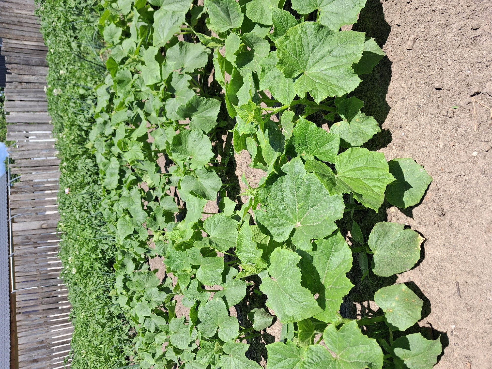 A garden in Krolevets, Ukraine features rows of healthy green plants, primarily cucumber plants with large, textured leaves, growing in dark soil. In the background, a wooden fence stands tall, behind which more garden beds are visible, including what appear to be potato plants with small white flowers and rows of onion greens. The scene is bathed in bright sunlight, casting shadows from the plants onto the ground.