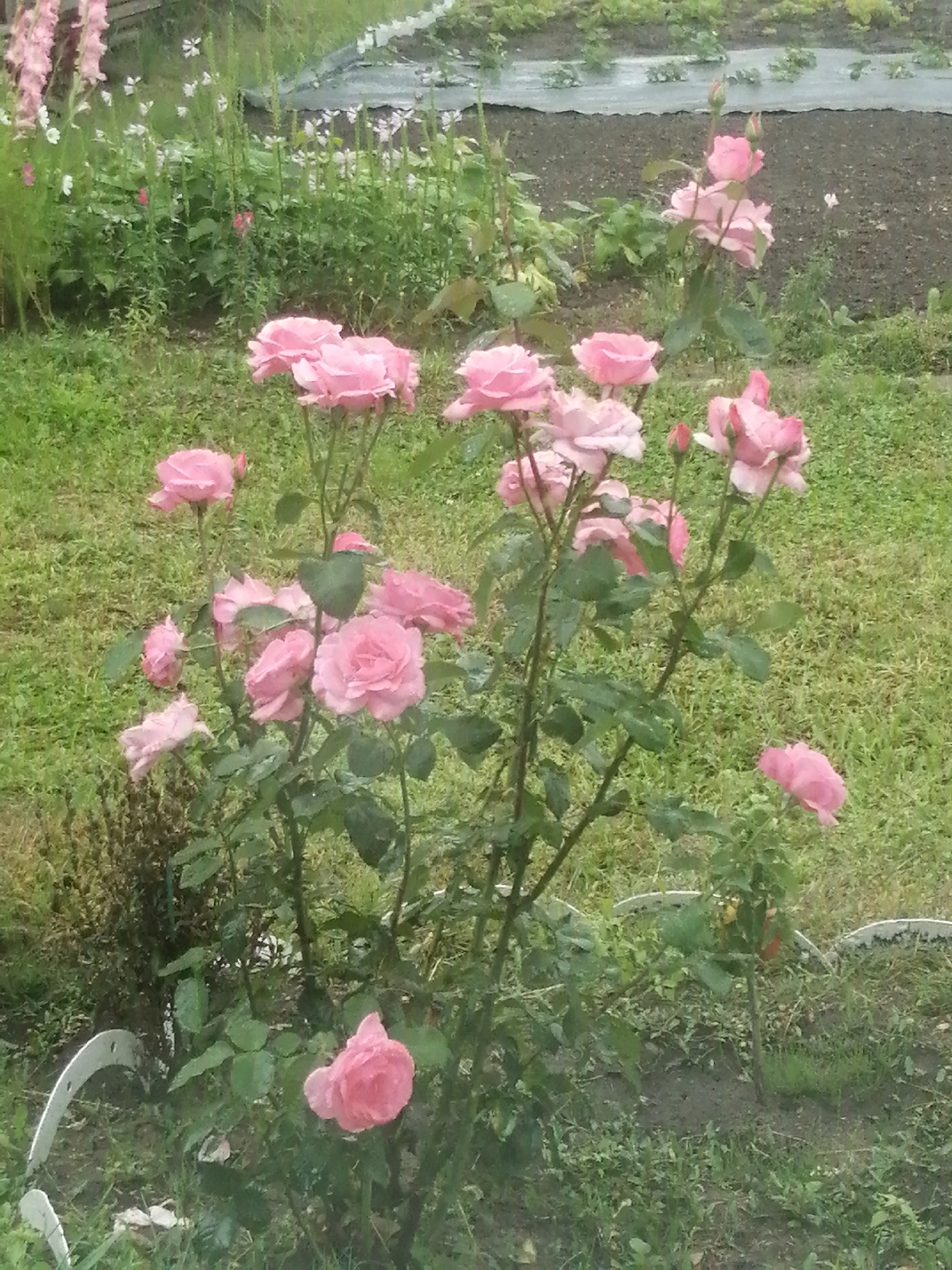 This is a medium-angle, eye-level, full shot of a cluster of pink roses in a garden, likely in Slonim, Belarus. The roses are in various stages of bloom, with some fully open and others in bud. The garden appears to be well-tended, with lush green grass and other plants visible in the background. The lighting suggests it is daytime, with overcast or diffused light. There are no people or animals visible in the frame. The environment is a typical residential or public garden.