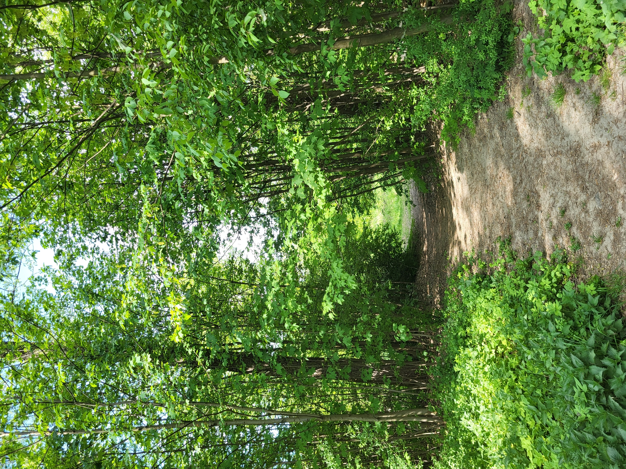 A dirt path meanders through a dense, green forest with abundant foliage, and an even distribution of light and shadow in Unknown, Unknown. No people are visible. The environment appears to be natural, likely within a park or woodland area.