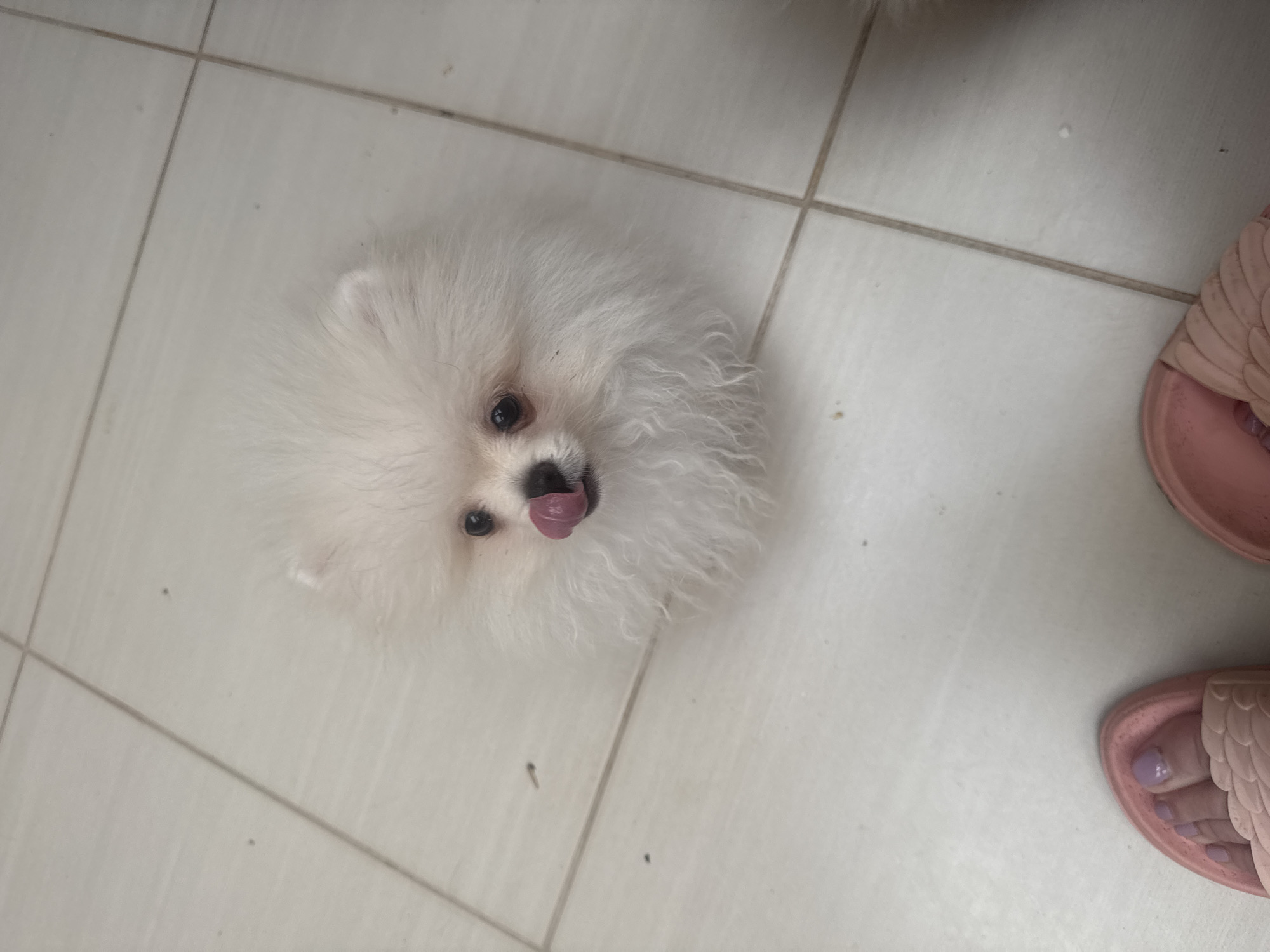 A fluffy white Pomeranian puppy is pictured from a high angle, sitting on a tiled floor. The puppy has its pink tongue sticking out, licking its nose. Its eyes are dark and observant. The floor is made of rectangular white tiles with dark grout lines, typical of indoor flooring. In the foreground, partially visible, are two pink slide sandals, one on the left with a person's feet wearing light purple nail polish, and another on the right. The background shows more of the tiled floor. The scene appears to be an indoor setting. The image does not provide any specific visual cues that can determine its location in Sochi, Russia.