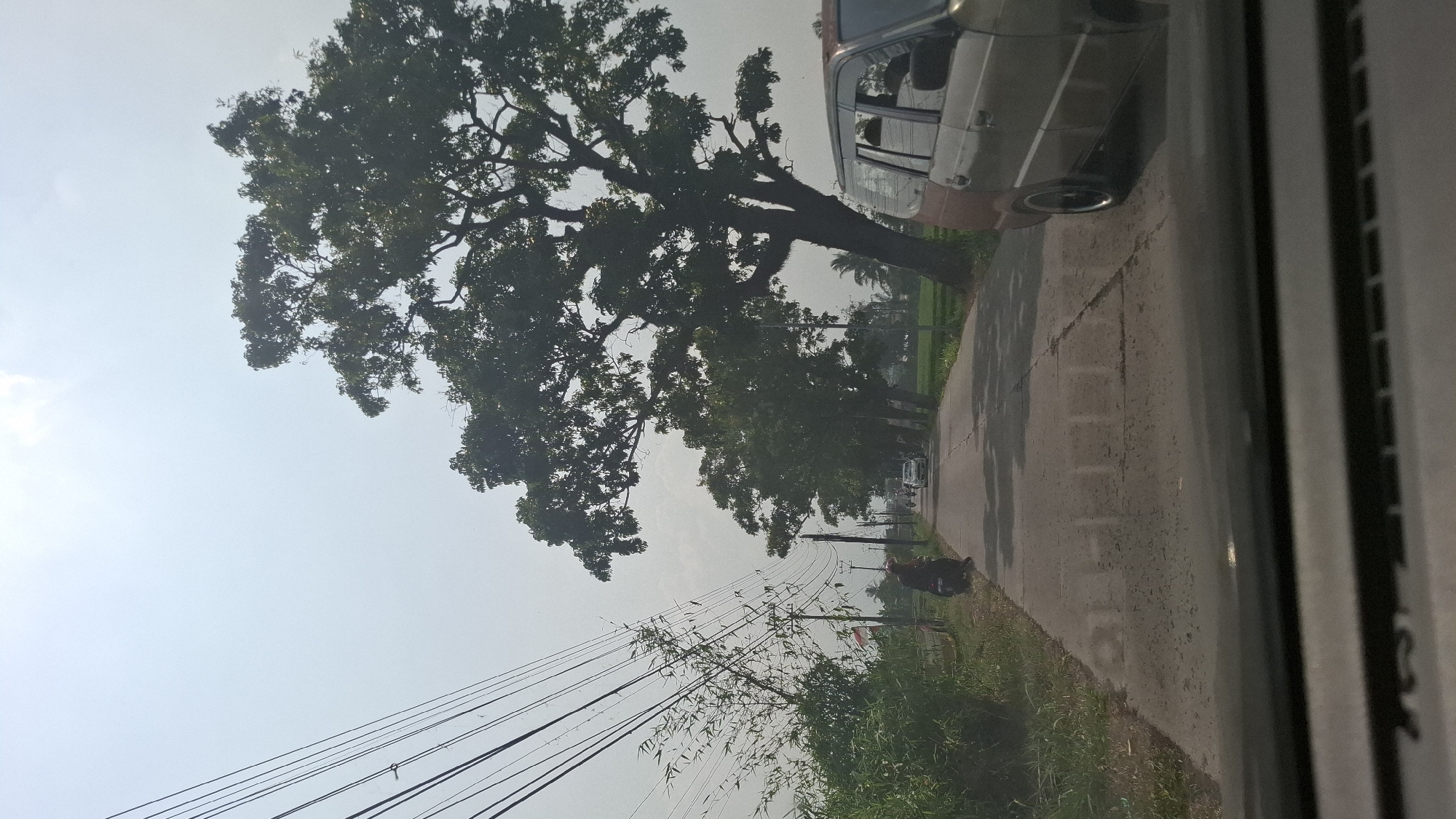 The image depicts a road in Sukasari, Indonesia, with a clear sky and visible power lines overhead. A large, leafy tree dominates the right side of the frame, with its branches casting shadows on the road. To the left, a smaller clump of bamboo and other greenery grows beside the road. A person is seated on a motorcycle parked on the side of the road, with a small Indonesian flag visible behind them. The road itself is paved and shows signs of wear. Several vehicles, including a car and a minivan, are visible traveling along the road in the distance. The minivan in the foreground is a light brown color. The scene appears to be captured from the perspective of someone inside another vehicle.