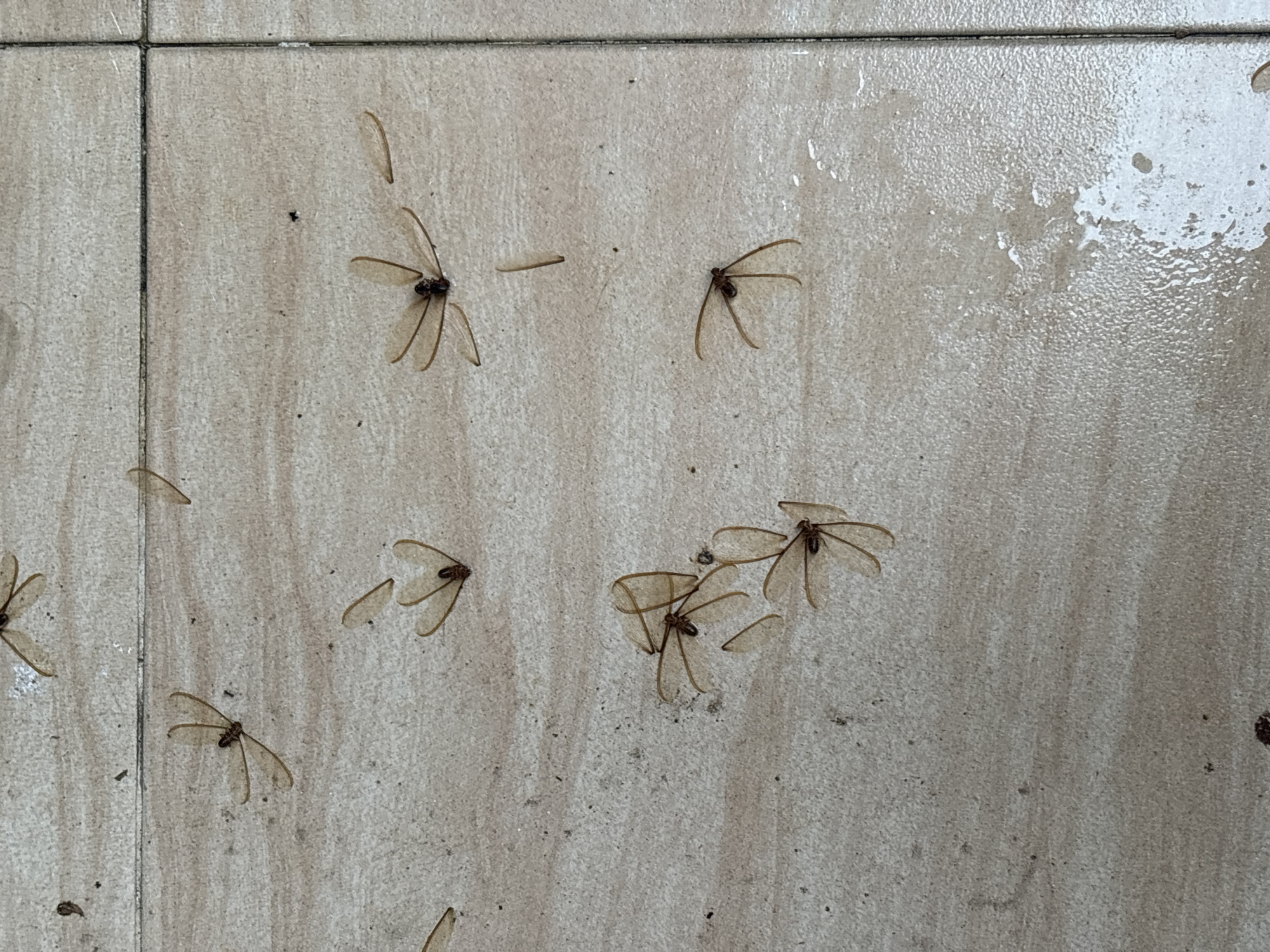 The scene is a close-up view of a light brown tiled surface in Karon, Thailand. Several dead winged insects, possibly termites or ants, are scattered across the tiles, wings detached from their bodies. The tiles appear to be slightly wet or damp in some areas. The environment is neutral, focusing on the insects and the tiled surface, possibly an outdoor patio or flooring.