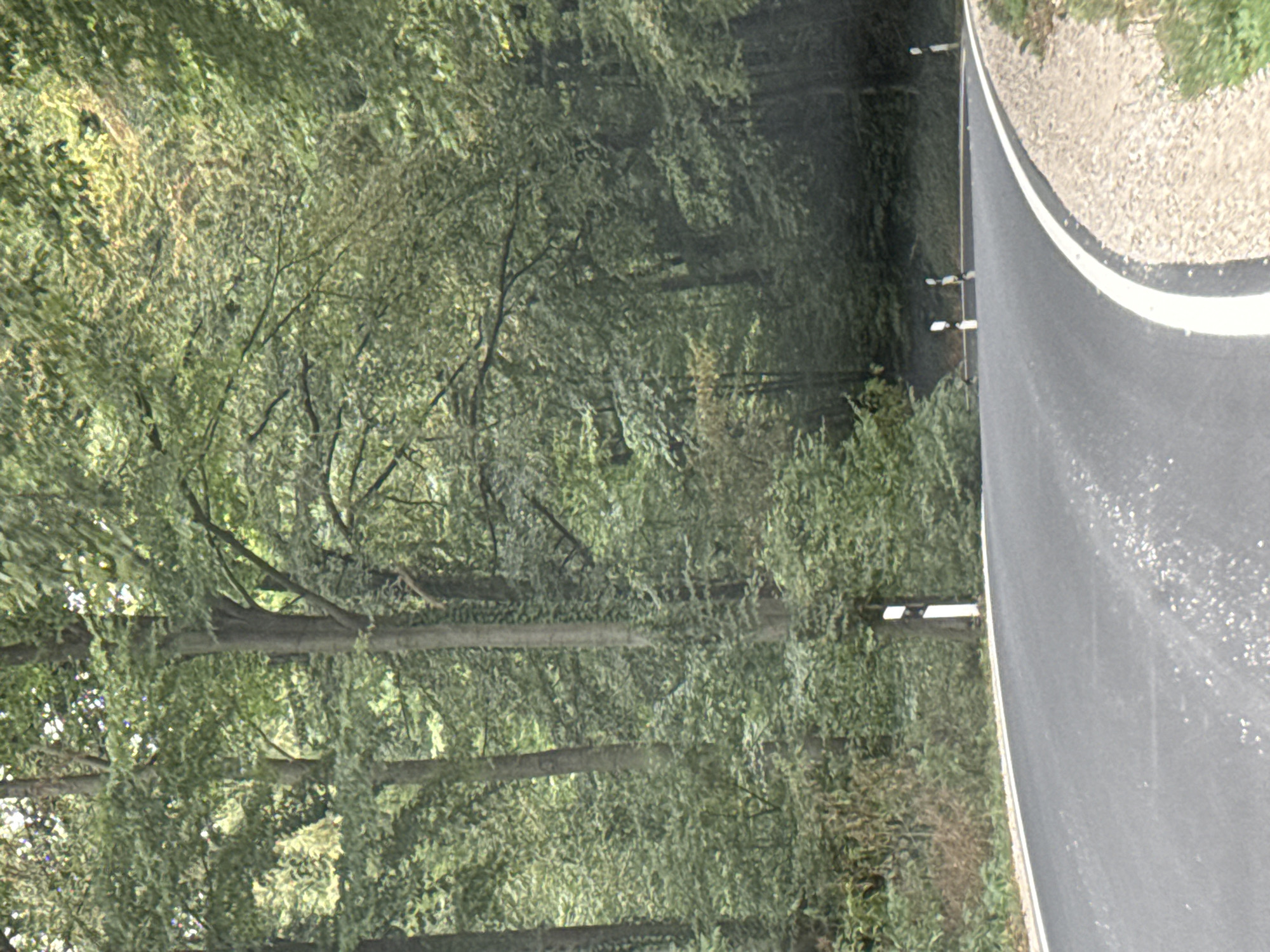 The image shows a paved road curving to the right through a dense forest. The road has a white line marking its edge. On the left side of the road, there are several black and white striped posts. The trees are tall and green, with dense foliage. The ground on the right side of the road is covered with gravel and some green vegetation. The scene appears to be in a rural or natural setting, likely a forest road. The location is identified as Bad Sachsa, Germany, suggesting this is a road within or near the town's forested areas. There are no people or animals visible in the image. The lighting suggests it might be daytime with some overcast conditions or shade from the trees.