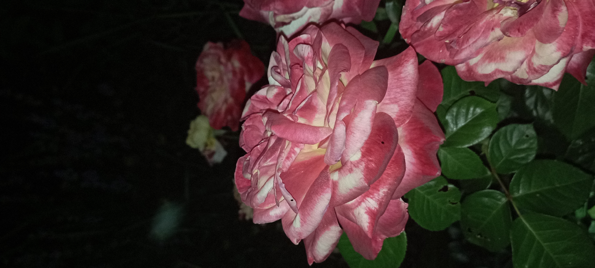 The image displays a close-up view of a bi-colored rose with pink and white petals. The rose is in full bloom and its petals are unfurled, showcasing intricate layering and texture. Green leaves are visible beneath the rose, appearing lush and healthy. In the background, other roses are partially visible, one appearing red and white striped, and another a lighter yellow hue. The overall scene is set against a dark, out-of-focus background, suggesting it was taken at night or in low light conditions. There are no people or discernible structures visible in the frame, and no specific location within Radisne, Ukraine can be identified from the visual information. The focus is entirely on the floral subjects.