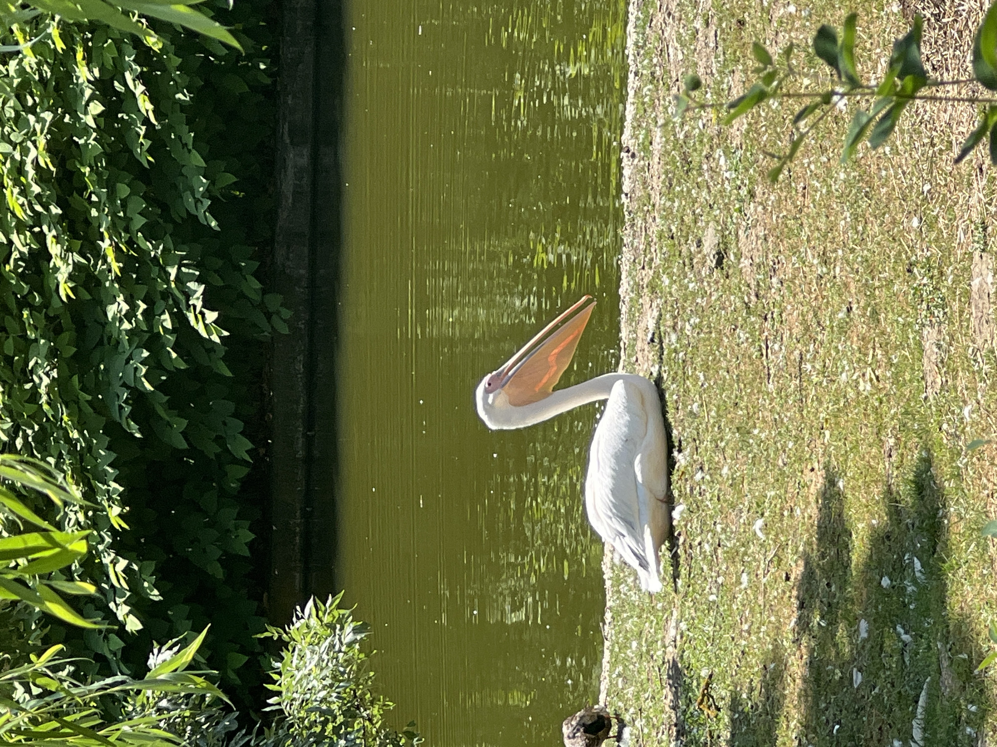 A large white pelican with a long orange beak is resting on a grassy bank beside a body of green water. The pelican is positioned in the center-right of the frame, facing left. Its body is mostly white, with its wings tucked in. In the background, there is dense green foliage and the water exhibits a rippled texture due to light reflections. A small, dark-colored bird stands to the left of the pelican. The area around the birds is covered in grass, scattered with small white feathers. The scene appears to be an outdoor enclosure, possibly in a zoo or park, given the presence of a managed body of water and the tame appearance of the birds. It is not possible to determine the specific location within Sofia, Bulgaria from the image alone.