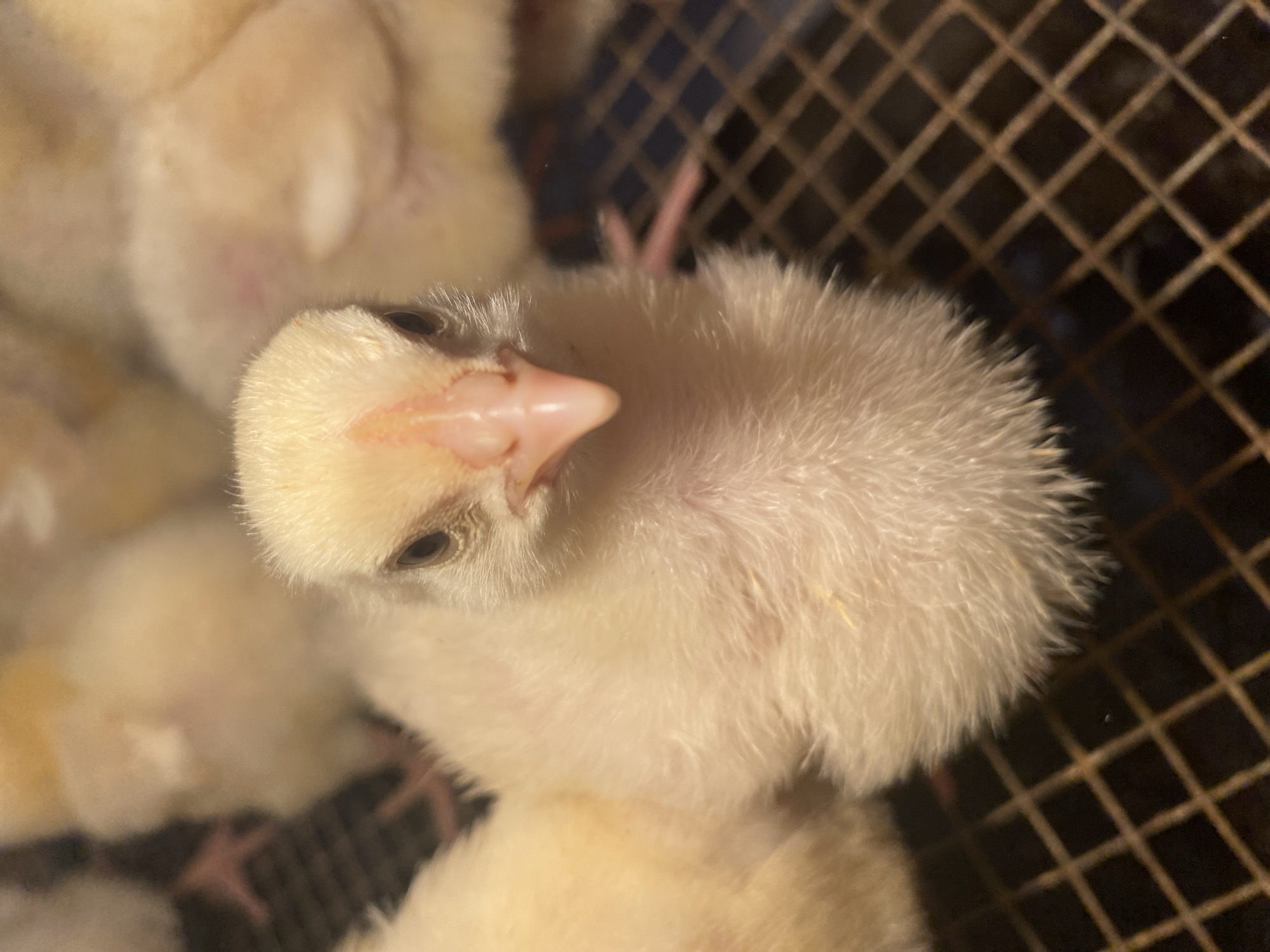 In this close-up, overhead shot, a fluffy yellow chick is the primary subject, its downy feathers filling much of the frame. The chick's head is tilted slightly, revealing its delicate pink beak and a dark eye. The background is dominated by a dark, wire mesh, suggesting the chick is in a cage or enclosure. To the left and right of the central chick, the blurred forms of other chicks can be seen, indicating a group of young birds. A few faint pink toes of another chick are visible peeking from behind the main subject, adding to the sense of a crowded environment. The lighting appears to be artificial, casting soft shadows and highlighting the texture of the chick's down. The setting, identified as Kisliakovskaya, Russia, suggests a rural or agricultural context where chicks are commonly found. No specific time of day or weather conditions are evident, and the overall mood is one of gentle vulnerability. There is no visible text in the image.