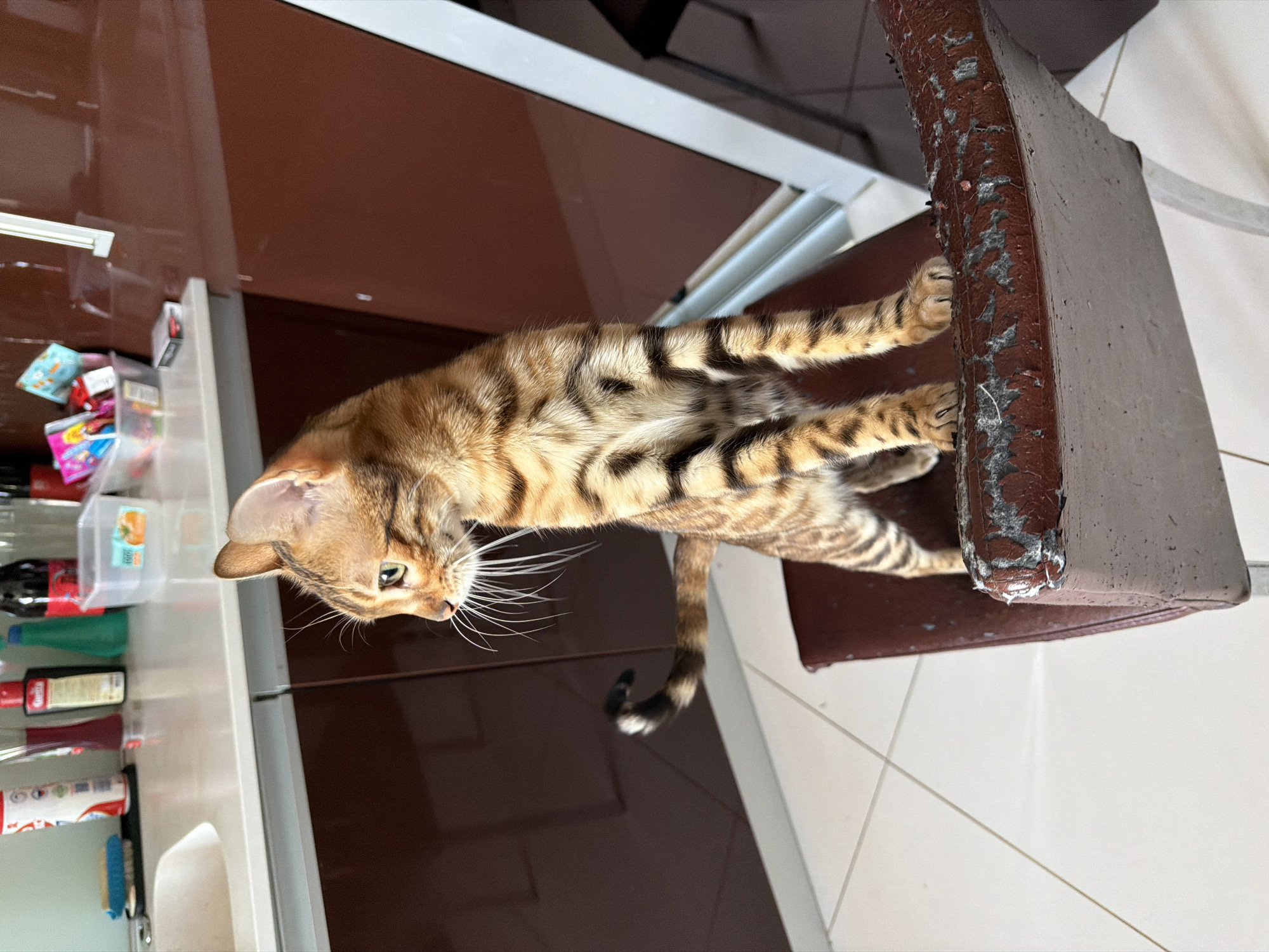 A brown Bengal cat is sitting on a brown chair. The cat is facing left and looking down. The cat's tail is curled. The chair is in a kitchen. There is a white countertop with various food items on it to the left of the cat. There are brown cabinets above the countertop. The floor is white tile. The city of Saint Petersburg, Russia cannot be verified.