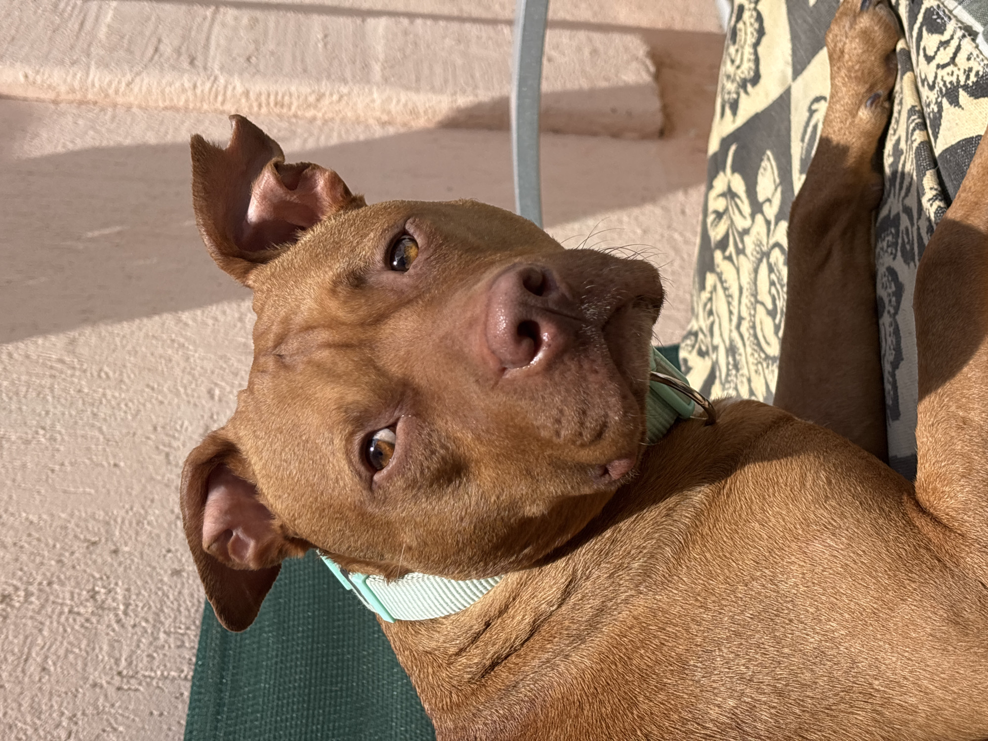 A close-up, high-angle shot depicts a brown, short-haired dog with a light blue collar. The dog is resting in a green chair with a patterned black and white cushion. The dog's head is tilted, with one ear folded back. The dog's eyes are open and focused on the viewer. The background shows a light pink or beige wall, possibly stucco, with horizontal lines suggesting multiple levels. A light gray pole is also visible in the background. The location is not discernible from the image alone. There is no indication that the location is Lom, Bulgaria. There are no people visible in the image.