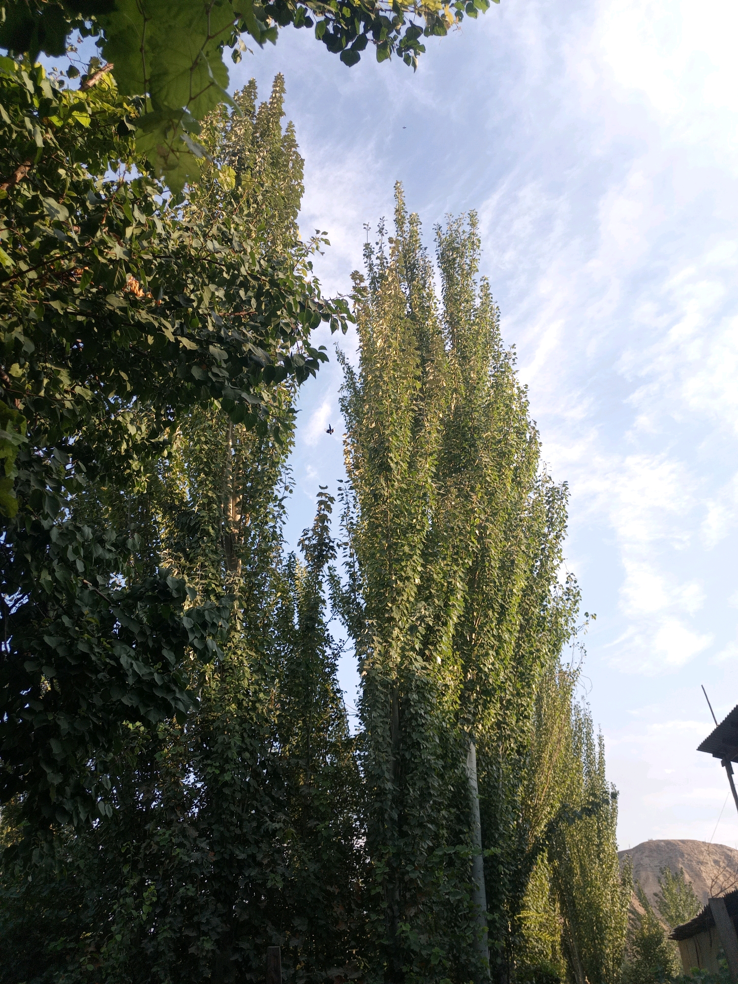 This is a low-angle, full-shot photograph of several tall trees with dense foliage, possibly poplars, set against a bright, partly cloudy sky. The trees are positioned in the foreground and middle ground, with their slender trunks and leafy crowns reaching upwards. The leaves of the trees are predominantly green, with some appearing lighter due to sunlight filtering through them. In the far right of the image, a portion of a simple, dark-colored structure with a corrugated roof is visible, as well as a faint outline of a brown, dome-shaped hill in the background. The overall impression is of a natural setting within or on the outskirts of the city of Kushan, Uzbekistan, likely during daylight hours.