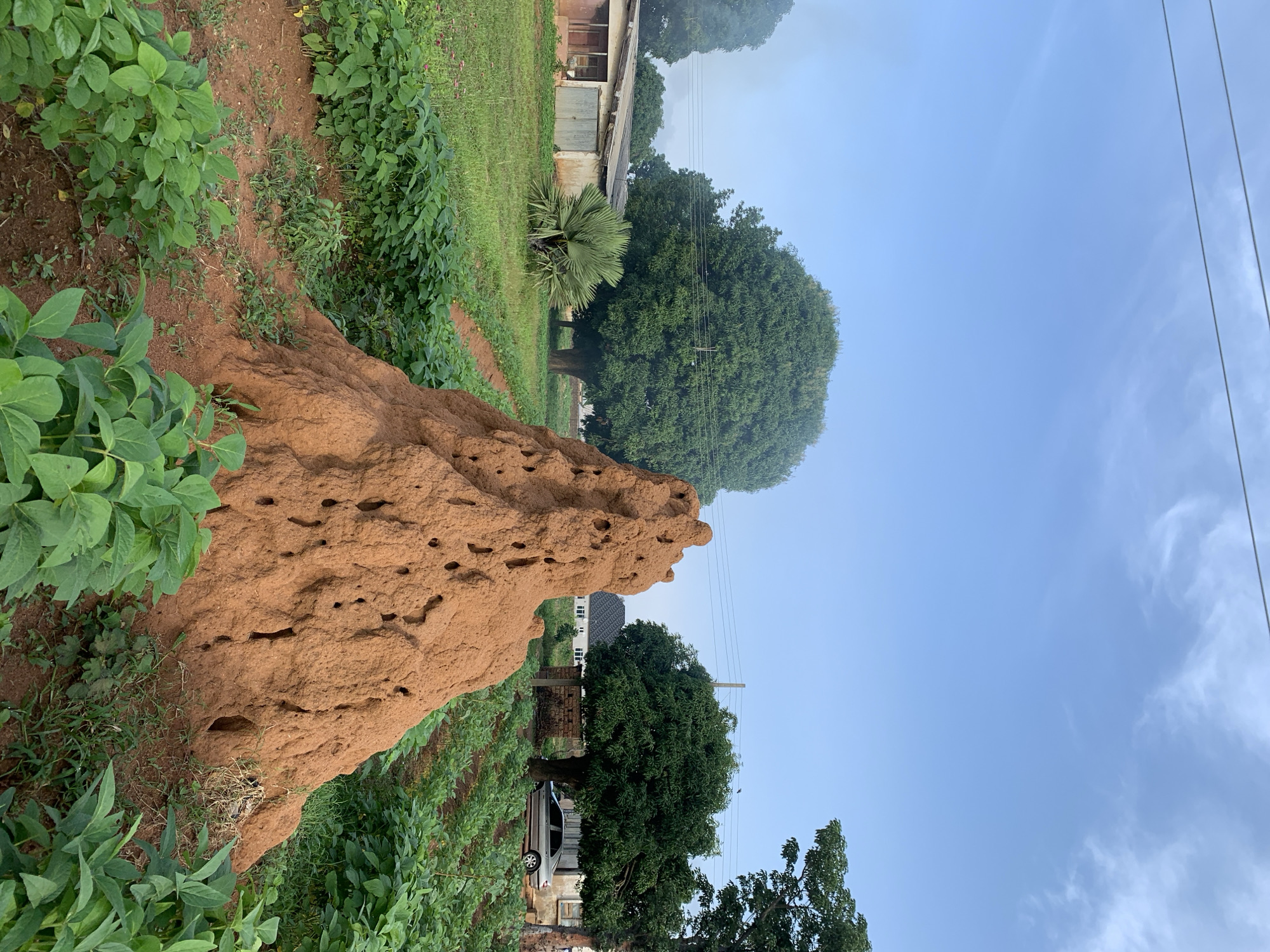 A termite mound, approximately 2 meters tall, is prominently featured in the foreground of the image, situated within a field of green leafy crops in Kuru Karama, Nigeria. The mound is made of reddish-brown soil and has numerous small holes and openings visible on its surface. To the left of the mound, a low-rise building with a corrugated metal roof and doors is visible, with a small palm tree in front of it. Behind the building, a large, dense green tree stands, with power lines stretching across the sky. To the right of the termite mound, more rows of green crops extend into the distance, where another large green tree and a building are seen. A silver sedan car is parked in front of the building on the right. The sky is a clear, light blue with a few wispy white clouds. The ground is covered with reddish-brown soil and green vegetation, suggesting a rural or semi-rural agricultural setting. No people are visible in the image.