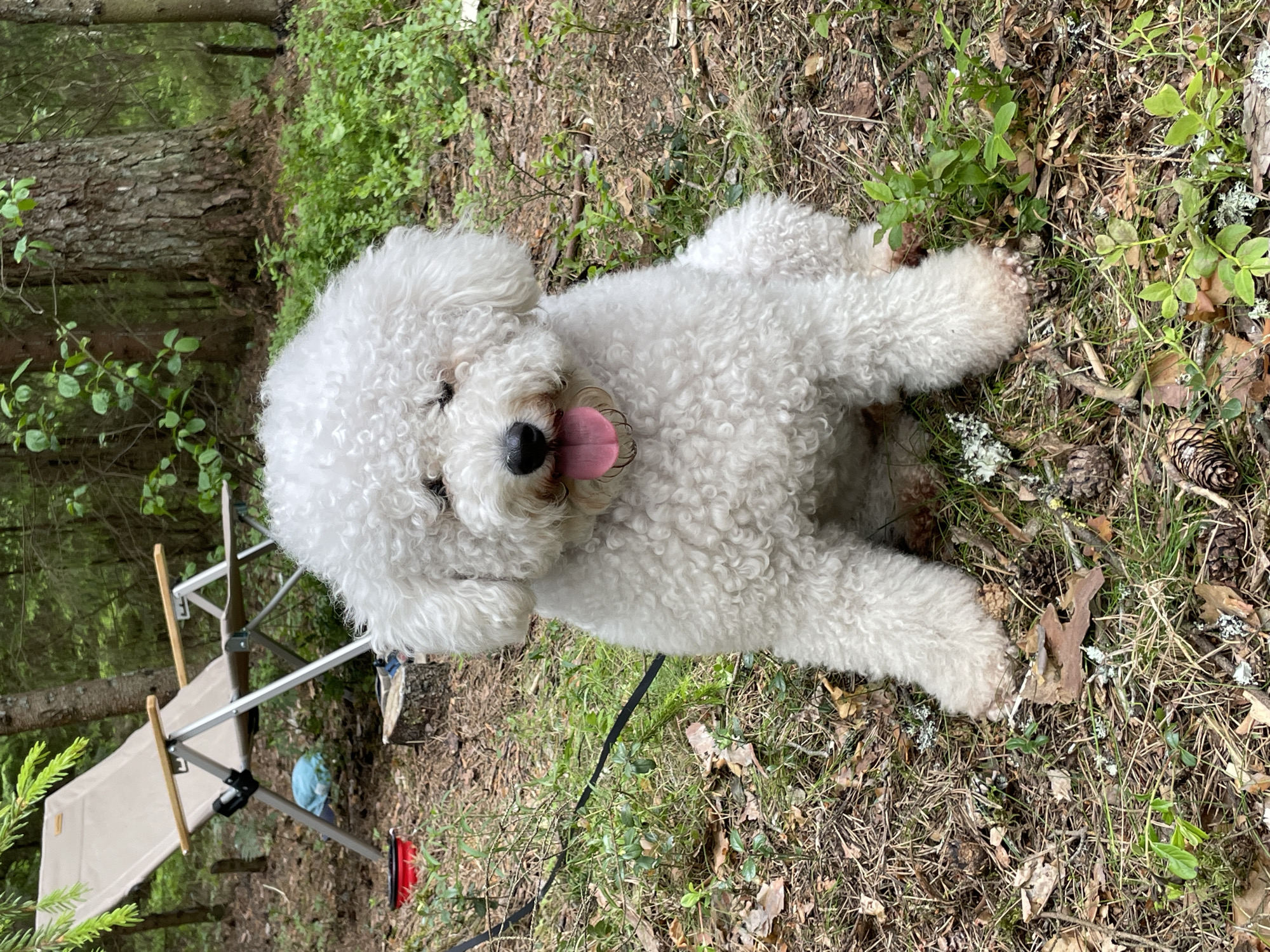 A white Bichon Frise dog with curly fur sits on the ground in a forest in Roshchino, Russia. The dog is looking directly at the camera with its tongue hanging out. In the background, a camping chair is set up, and there are trees and foliage. The ground is covered in pine needles, leaves, and small green plants.