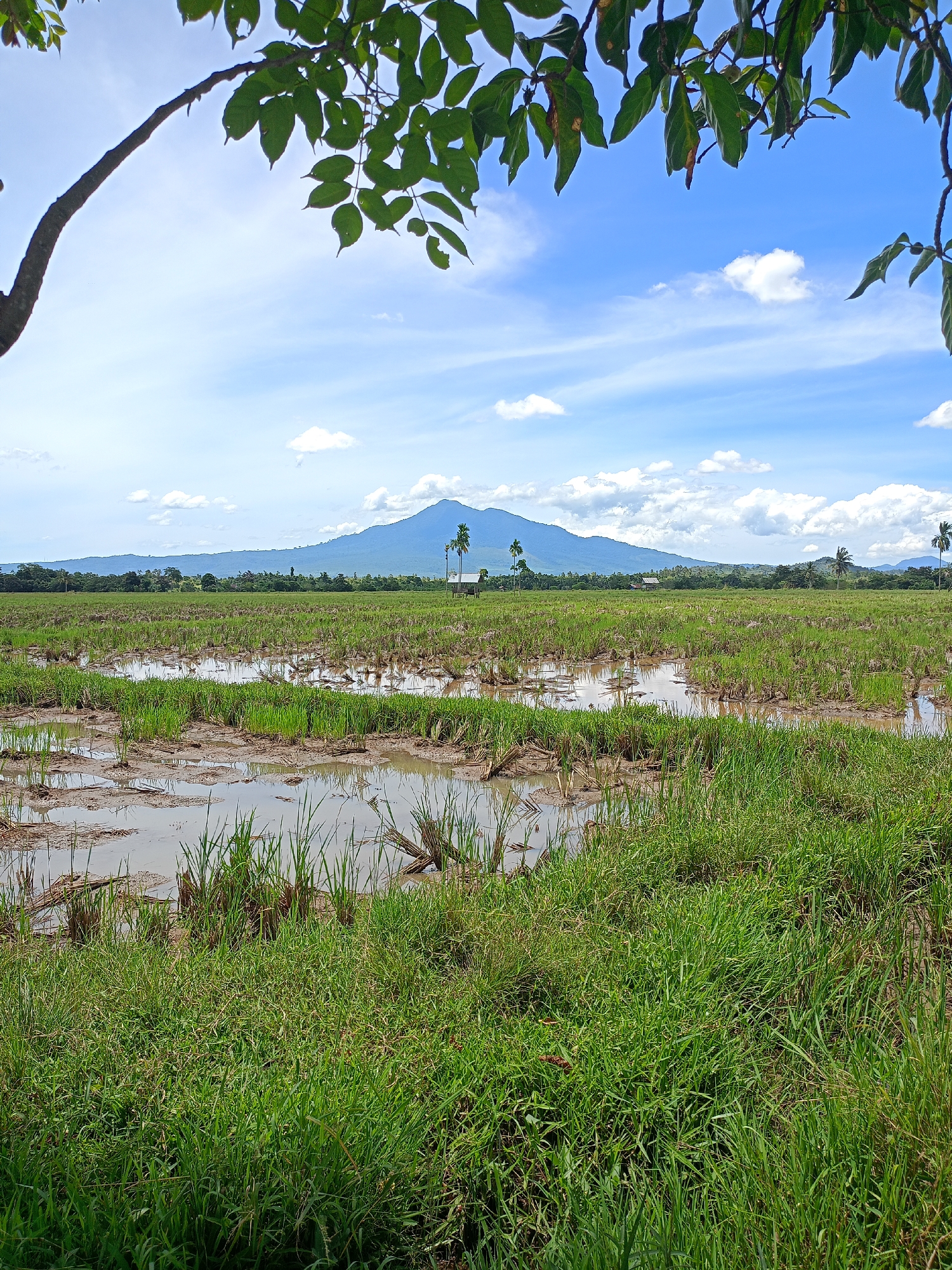 The image shows a flooded rice field in Teurebeh, Indonesia. In the background, there is a mountain, partly obscured by clouds in a blue sky. There are some trees in the middle-ground, two of which are palm trees. There are several blades of grass in the foreground. Part of a tree branch and foliage are in the upper left and upper right corners of the image, framing the scene.