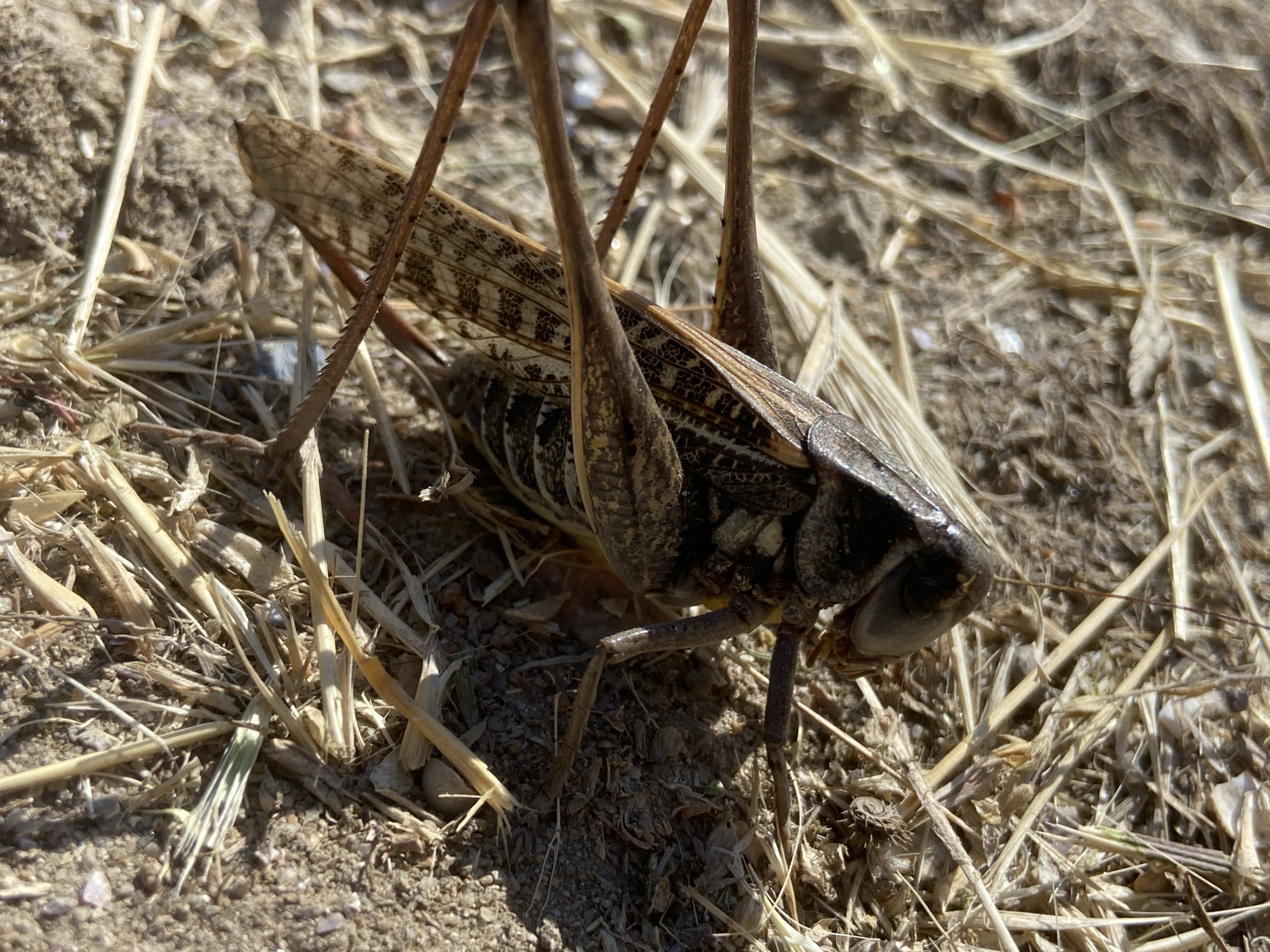 A close-up, eye-level shot captures a grasshopper positioned on dry, light-brown soil mixed with straw-like vegetation. The insect is brown and black, with textured wings displaying a mottled pattern. Its long, spiny legs are visible, with two prominent hind legs bent. The grasshopper's head, with a dark eye, is angled to the right, revealing its mouthparts. The background is softly blurred, emphasizing the sharp detail of the grasshopper and its immediate surroundings, with some green blades of grass interspersed with the dry vegetation.