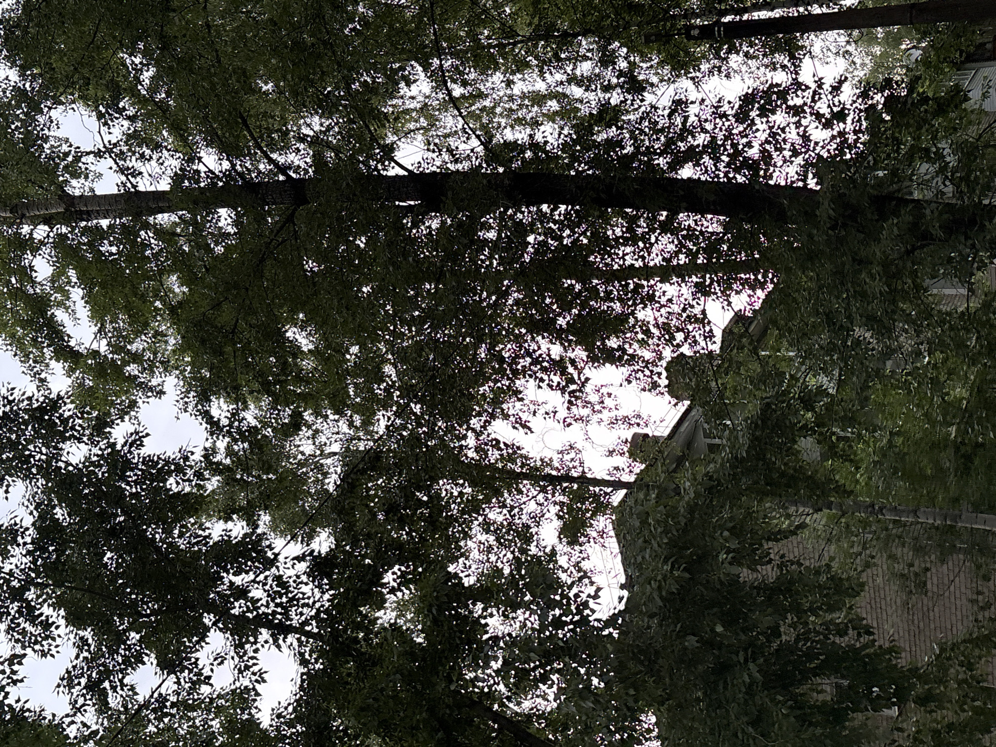 Captured in Chaikovsky, Russia, the image presents an upward perspective through a dense canopy of deciduous trees. The upper two-thirds of the frame are dominated by dark green foliage, creating a patterned silhouette against an overcast, light gray sky. Multiple tree trunks, varying in thickness and bark texture, rise vertically through the dense leaves. In the lower third, a brick building with a light-colored facade is partially visible, featuring a gabled roof section and at least one chimney structure. Portions of windows are discernible on the building. No human subjects, animals, or active events are depicted.