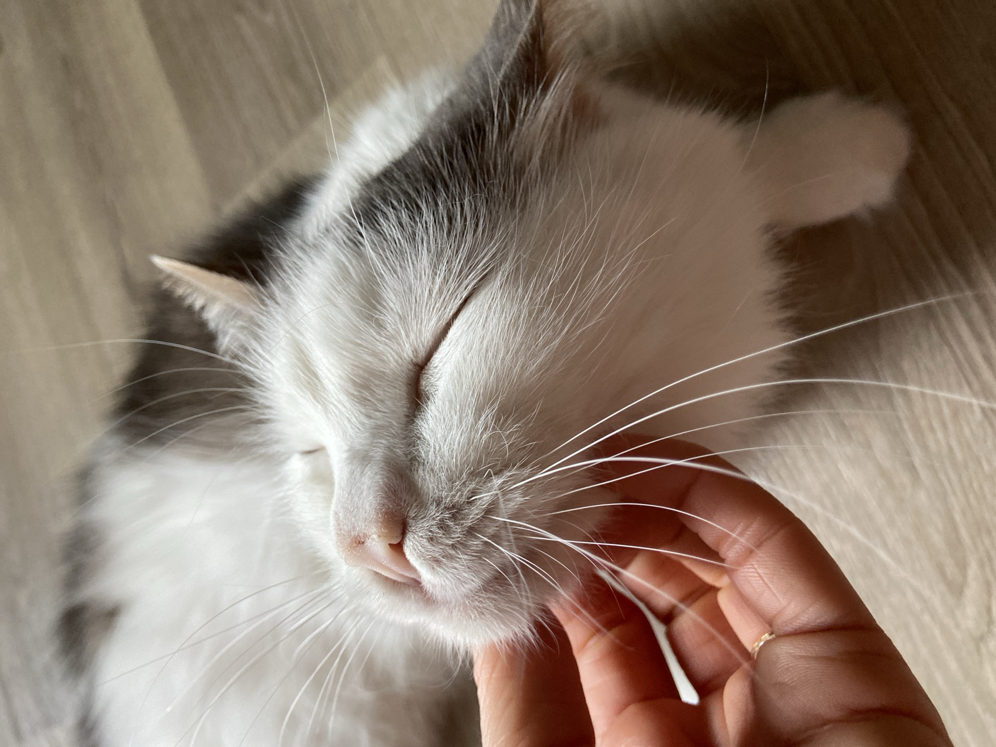 A close-up shot shows a person's hand gently stroking the face of a white and gray cat. The cat's eyes are closed, and its whiskers are long and prominent. The hand, which has a thin gold ring on one finger, is positioned under the cat's chin, providing a comforting touch. The background is a wooden surface, possibly a floor, with a light wood grain. The lighting is soft and natural, suggesting an indoor setting. The image captures a moment of affection between a human and an animal.