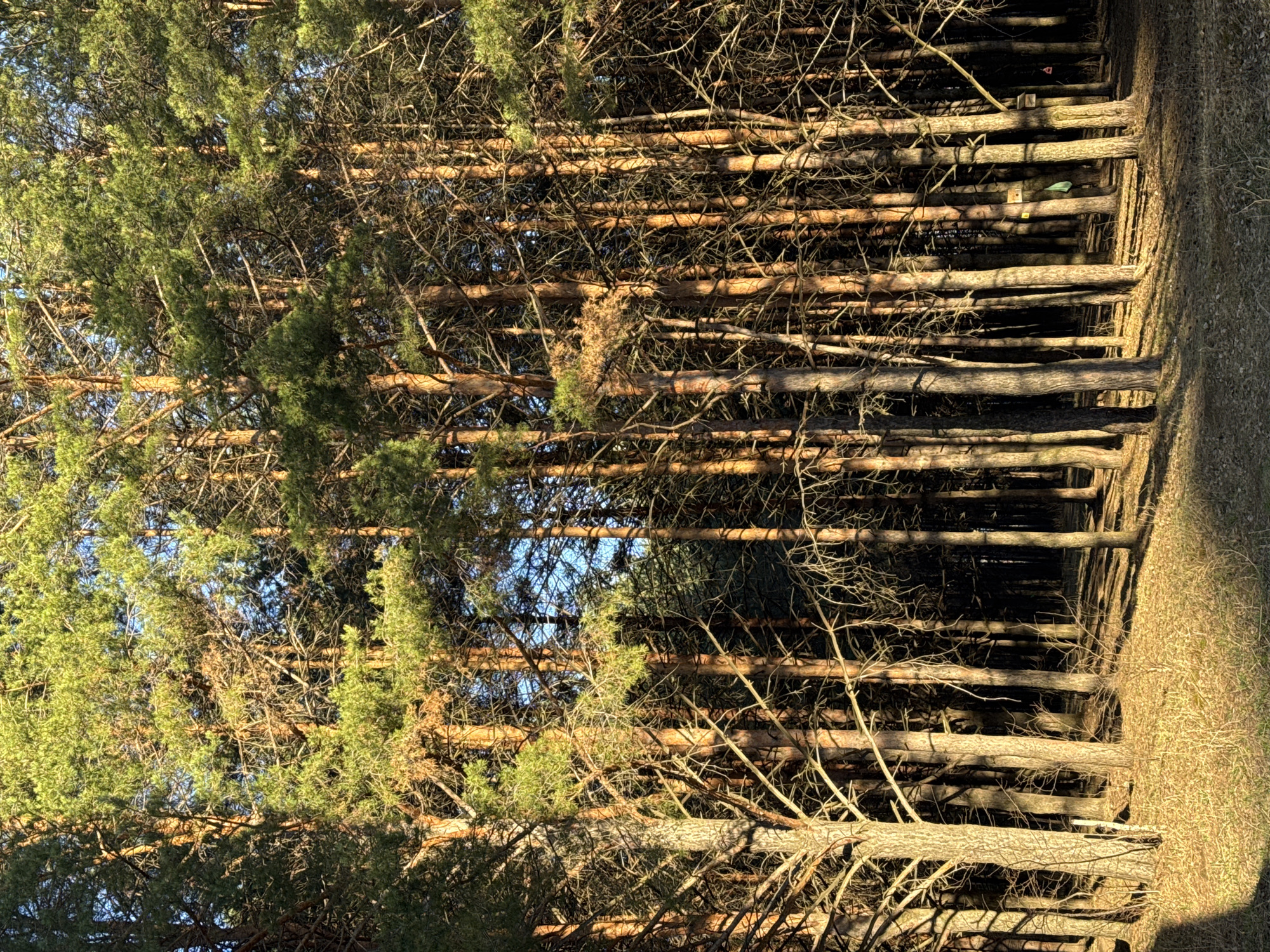 The image depicts a forest scene in Chaikovsky, Russia. It shows a dense group of pine trees, with some retaining green needles and others appearing bare or with brown needles. Sunlight filters through the trees, creating a pattern of light and shadow on the forest floor. The ground is covered in dry grass and leaf litter. There are no people or animals visible in the image.