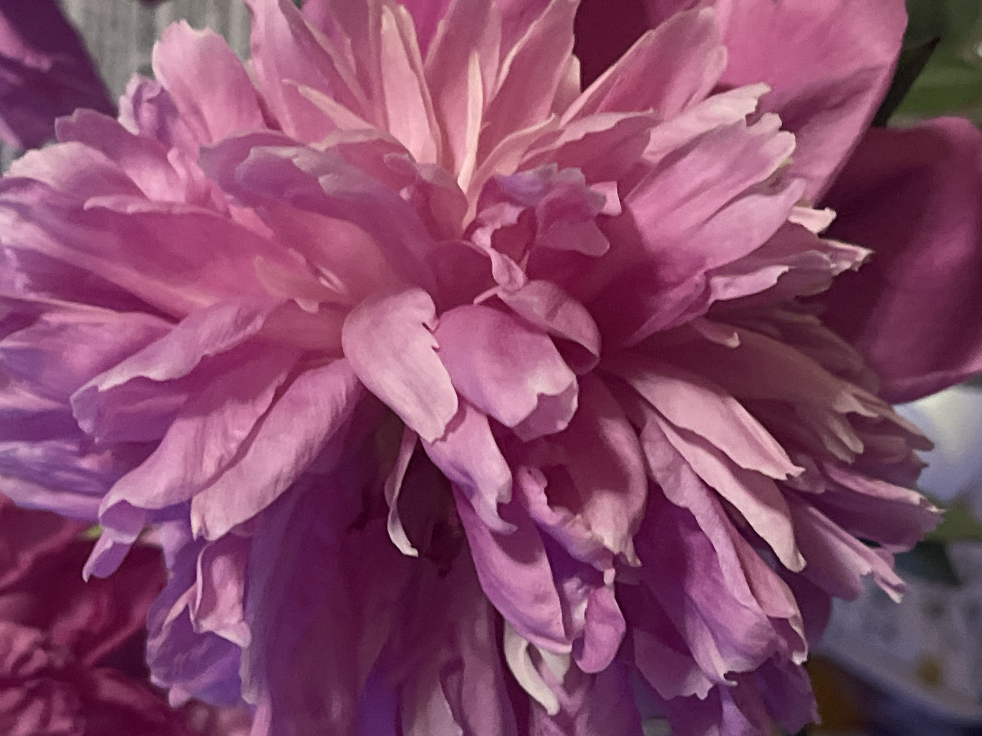 A close-up, high-angle shot showcases the vibrant pink petals of a peony flower. The petals are layered and delicate, with some appearing slightly curled or ruffled, creating a sense of depth and texture. The lighting highlights the soft curves and folds of the petals, with subtle variations in color ranging from a deep magenta to a lighter, almost white pink. The background is blurred, suggesting the flower is part of a larger bouquet or garden. There are no people or specific landmarks visible that would indicate a location in Minsk, Belarus.
