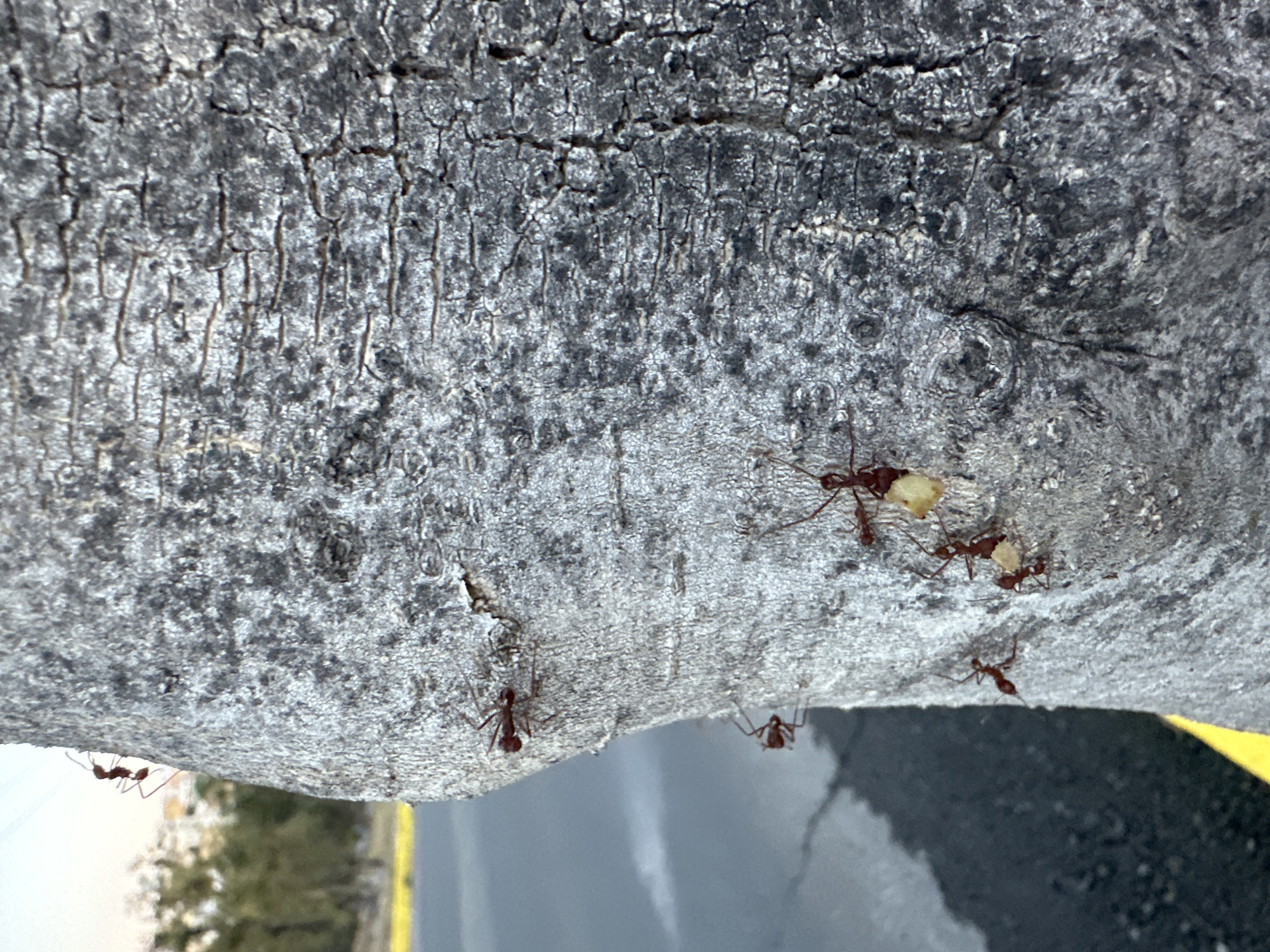 The image shows a close-up of a tree trunk or branch in Puebla, Mexico, with several reddish-brown ants. Some ants are carrying small, light-colored objects, possibly food particles. The bark of the tree is textured and gray. In the background, out of focus, there is a street with a yellow curb and some greenery.