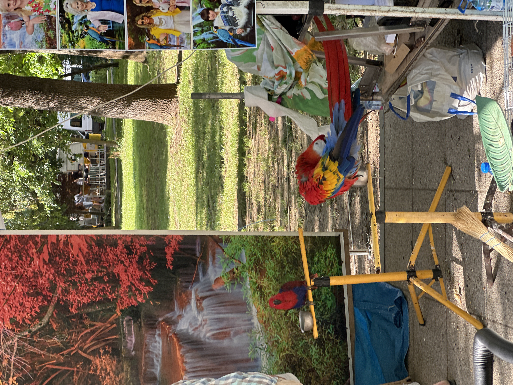 The image shows an outdoor scene in Montana, Bulgaria, featuring a portable display stand with images, including portraits of individuals with parrots and nature scenes with waterfalls and autumn foliage. A scarlet macaw is perched on the stand. Other items such as an umbrella, bags, and various objects are also present on and around the stand. The background includes a grassy area with trees. A possible RV is visible in the distance.