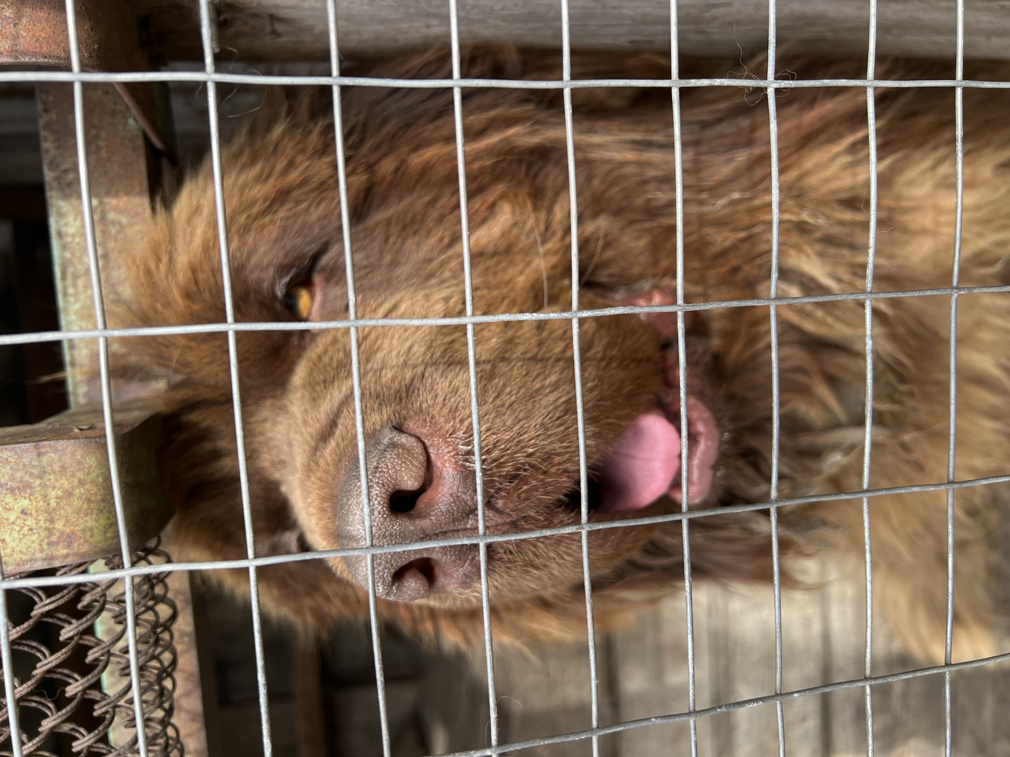 A close-up shot depicts a brown, fluffy dog behind a wire cage. The dog's nose is centered in the frame, with its pink tongue sticking out slightly. One eye is visible, appearing yellowish. The cage is metal and appears to be weathered. The background consists of rough-hewn wooden planks and more metal framework, suggesting an enclosure. The location, Kargapolye, Russia, is not evident from the image. No people are visible.