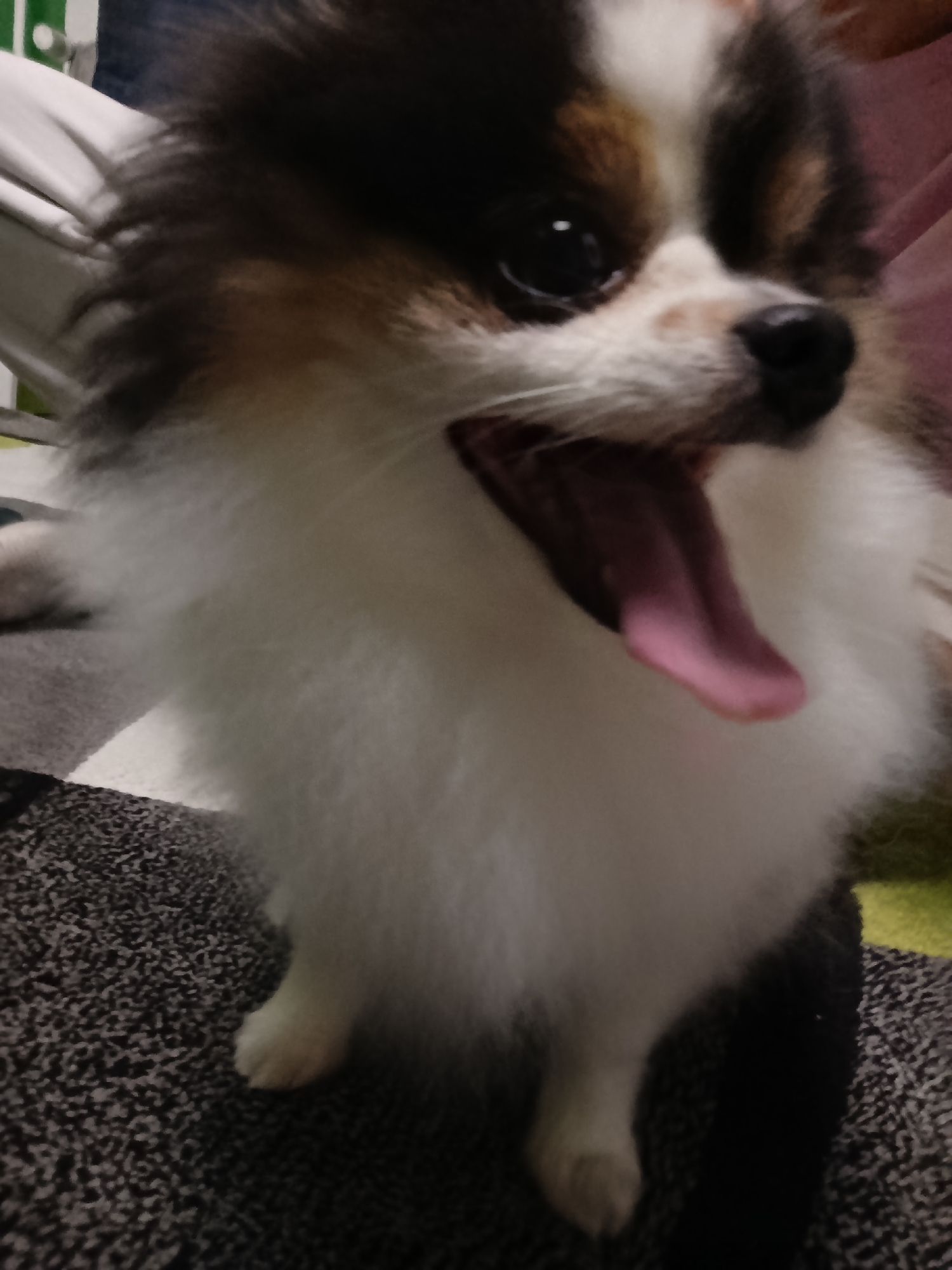 A close-up shot focuses on a small, fluffy dog. The dog has white fur on its chest and neck, with black and brown patches on its head. Its mouth is open, revealing a long, pink tongue. The dog's dark eyes are visible. The background includes a gray textured surface and hints of other objects, such as a white chair and green fabric. No specific details indicate the location is Emmerich on the Rhine, Germany.