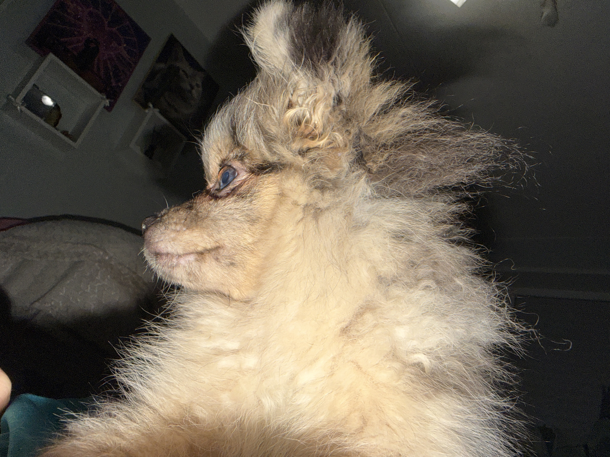 The image is a close-up, profile view of a fluffy, light brown dog with its head tilted upwards. The dog's fur is dense and appears somewhat messy, with strands sticking out, particularly around its ears and neck. The dog's eye is visible, appearing light blue or grey. The background is dark and out of focus, with some dimly lit objects on shelves visible in the upper left quadrant. There is no indication of Chaikovsky, Russia in the image or its context.