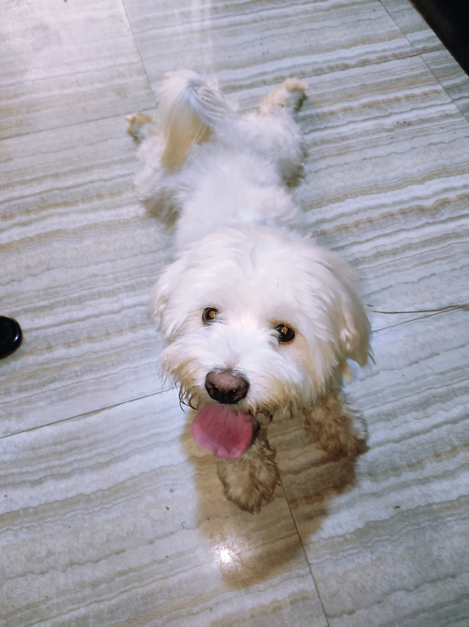 A small, white, long-haired dog lies on a light beige tiled floor. The dog is lying on its stomach with its legs extended, and its head raised, looking directly at the camera with its tongue hanging out. The dog is primarily white with some light brown shading. A small, black object is visible in the upper left corner. The environment appears to be an indoor space, such as a home. The image does not provide any information to verify the location in the city of Abuja, Nigeria.
