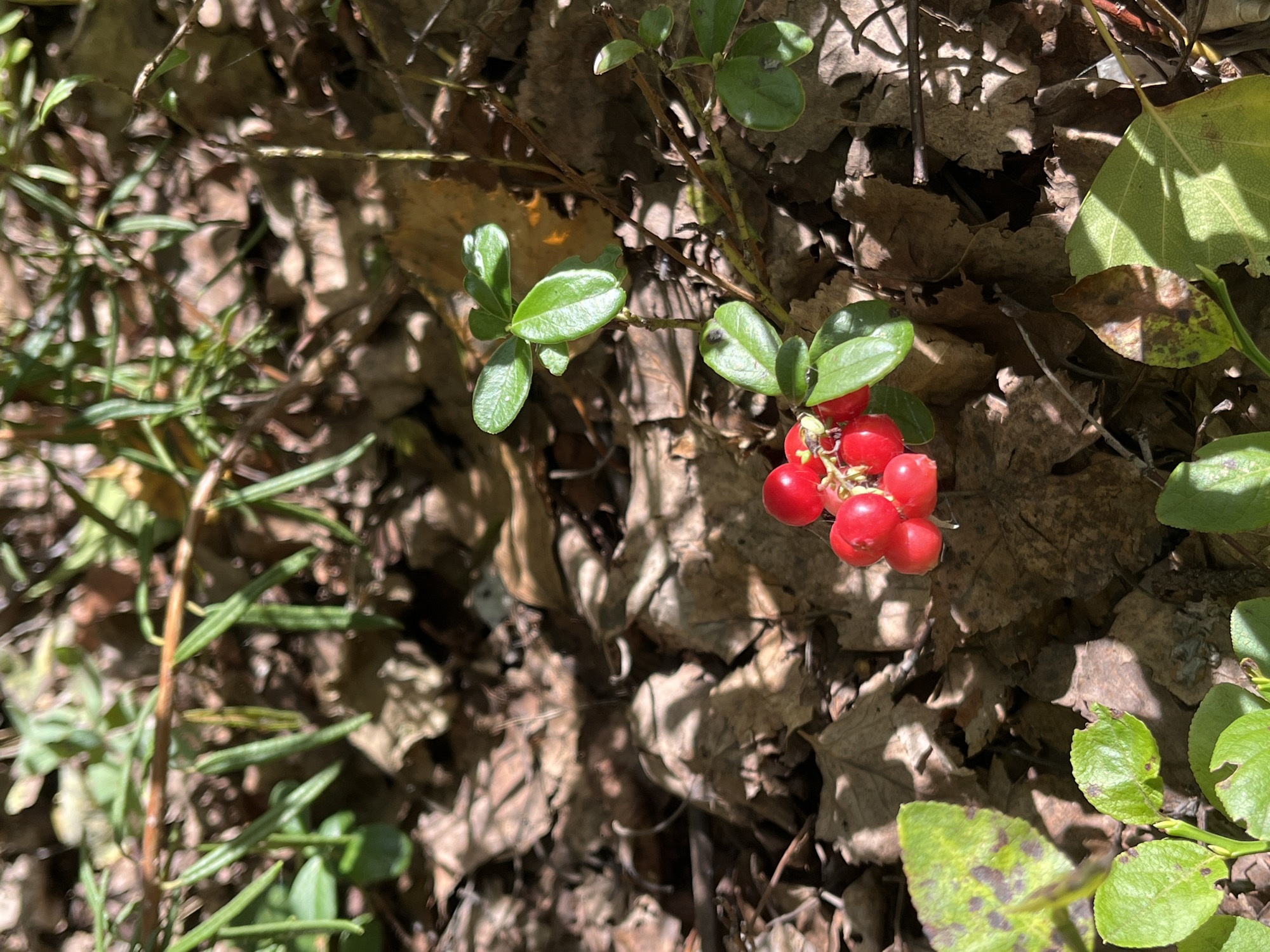 A close-up, high-angle outdoor shot features a cluster of vibrant red berries on a small green-leafed plant, nestled amongst a bed of dry, brown fallen leaves. The ground is textured with the decomposition of foliage and scattered twigs. Sunlight filters through an unseen canopy, casting dappled shadows across the scene. The overall impression is one of a natural forest floor environment. There are no people or animals visible. The location is described as the city of Нагорный, Russia.